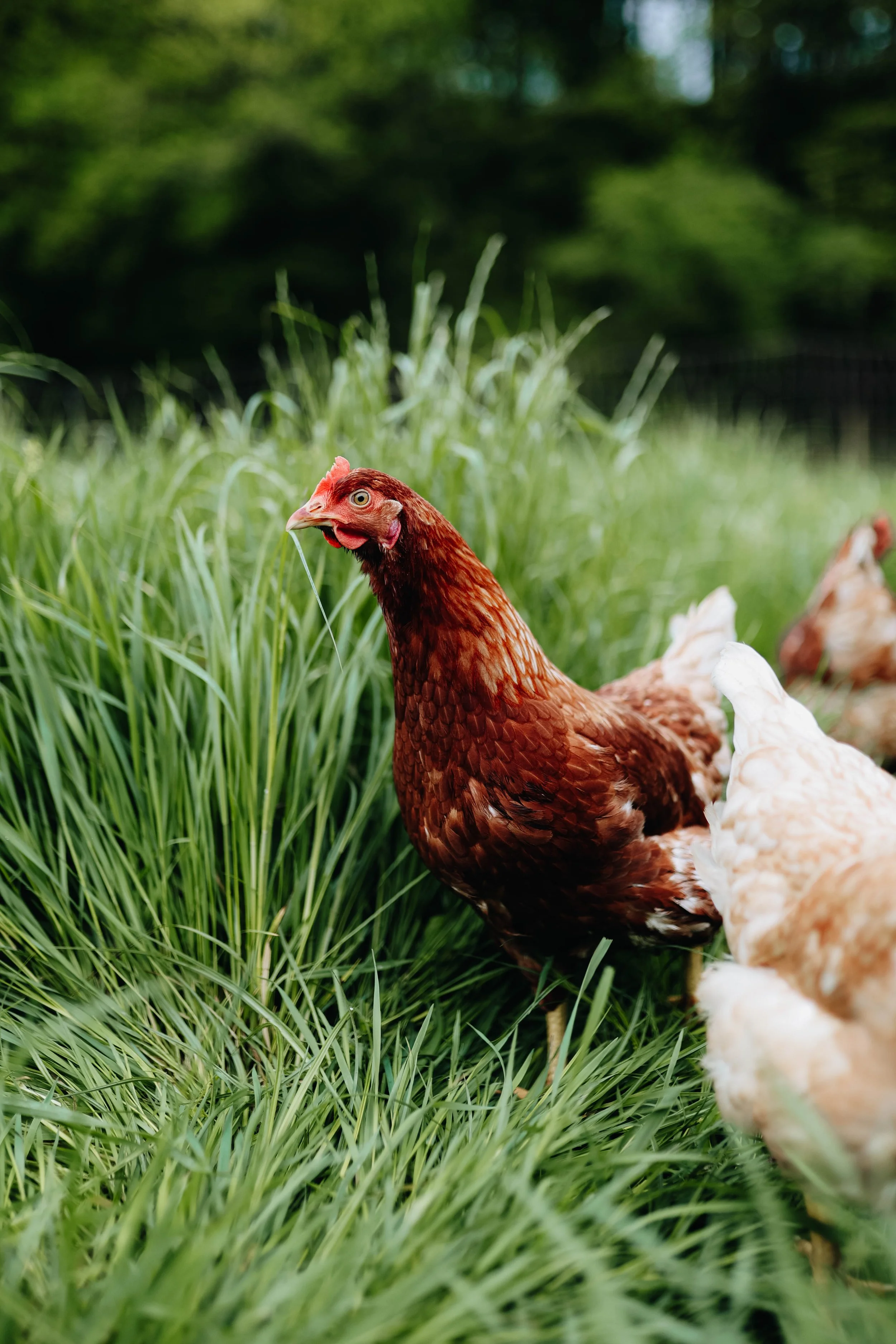 Kmetija Monera 2025 (715).jpg