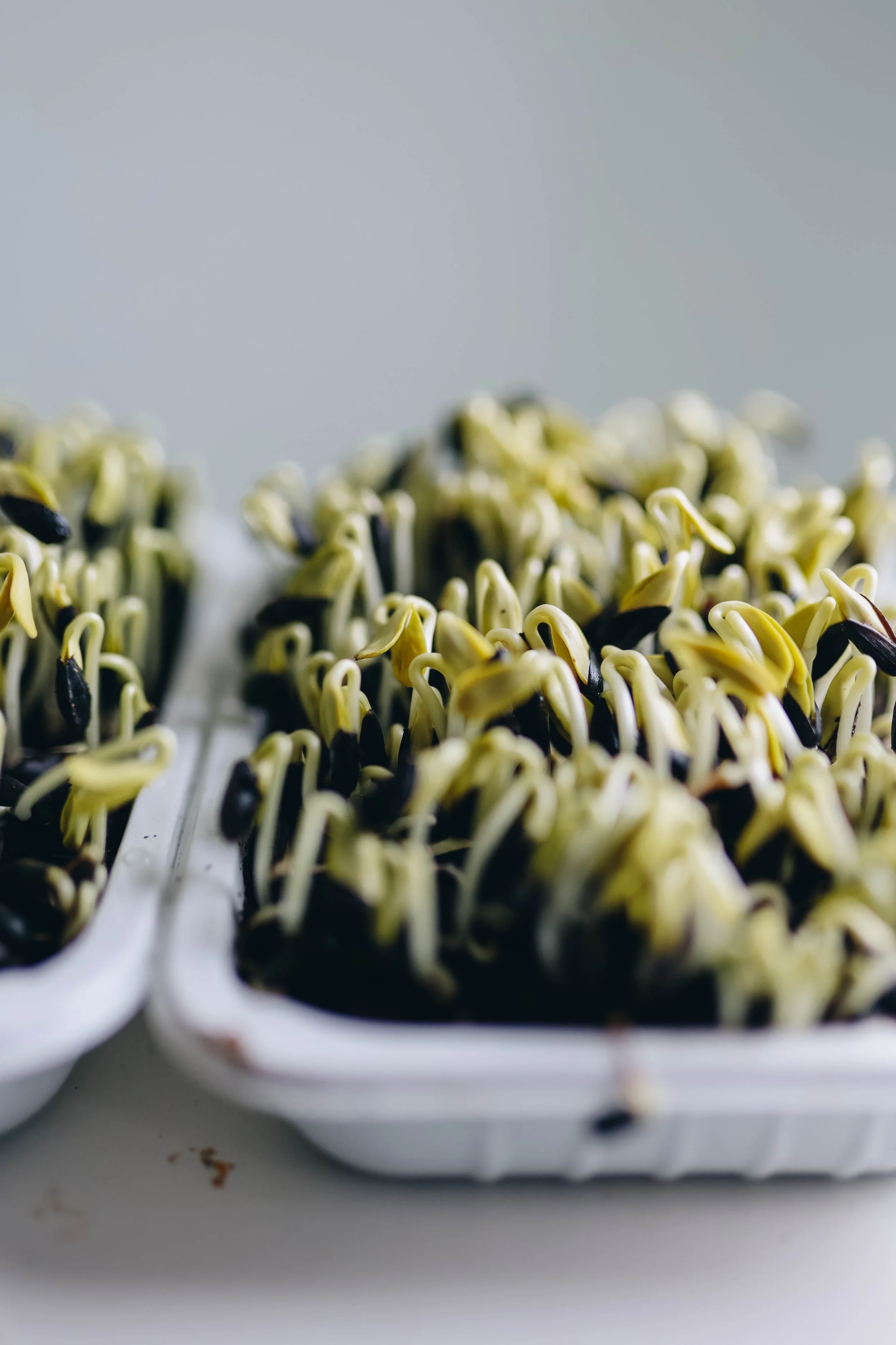 Sprouting sunflower seeds in a white tray