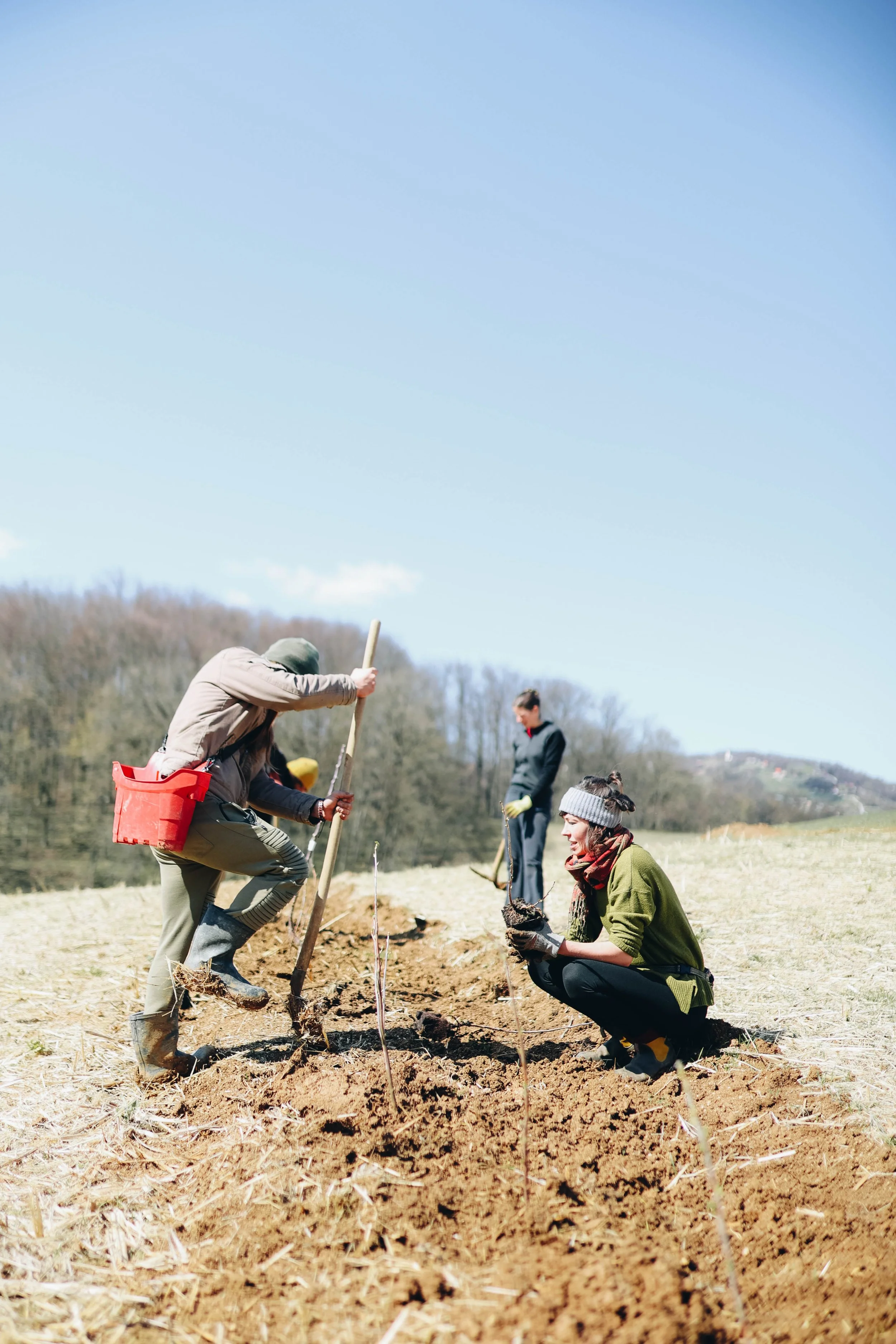 Group of people planting trees in a field on a sunny day.