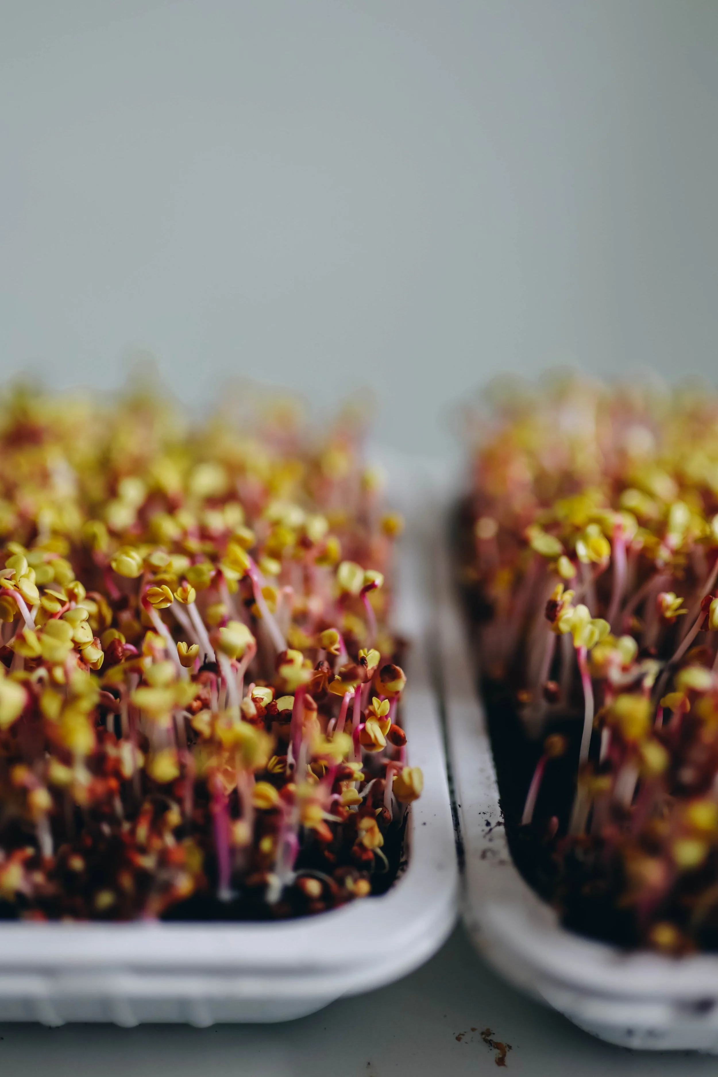 Sprouting microgreens in two containers on a white surface.