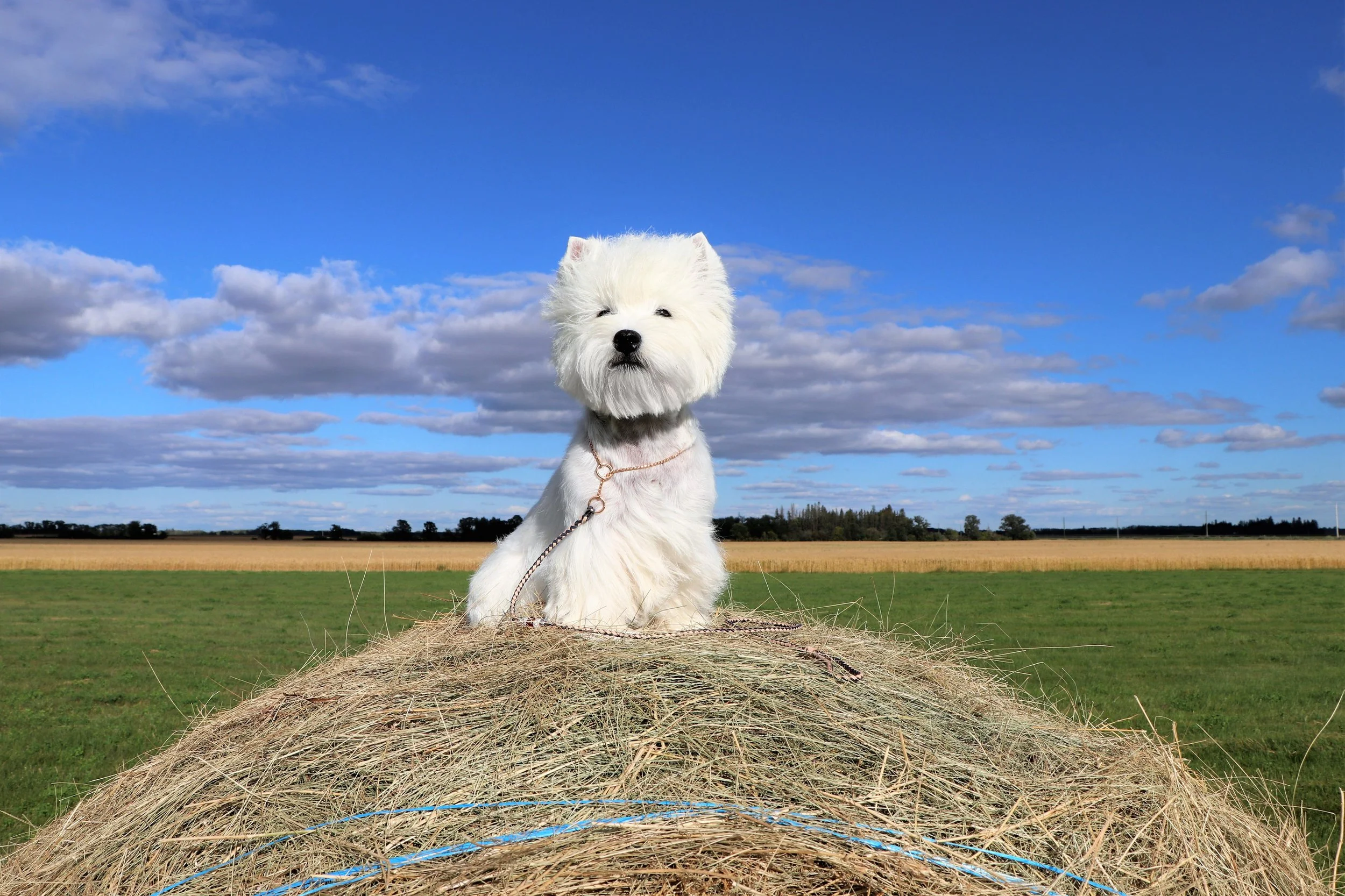 Do Westies make good travel companions? — Bramyn West Highland White