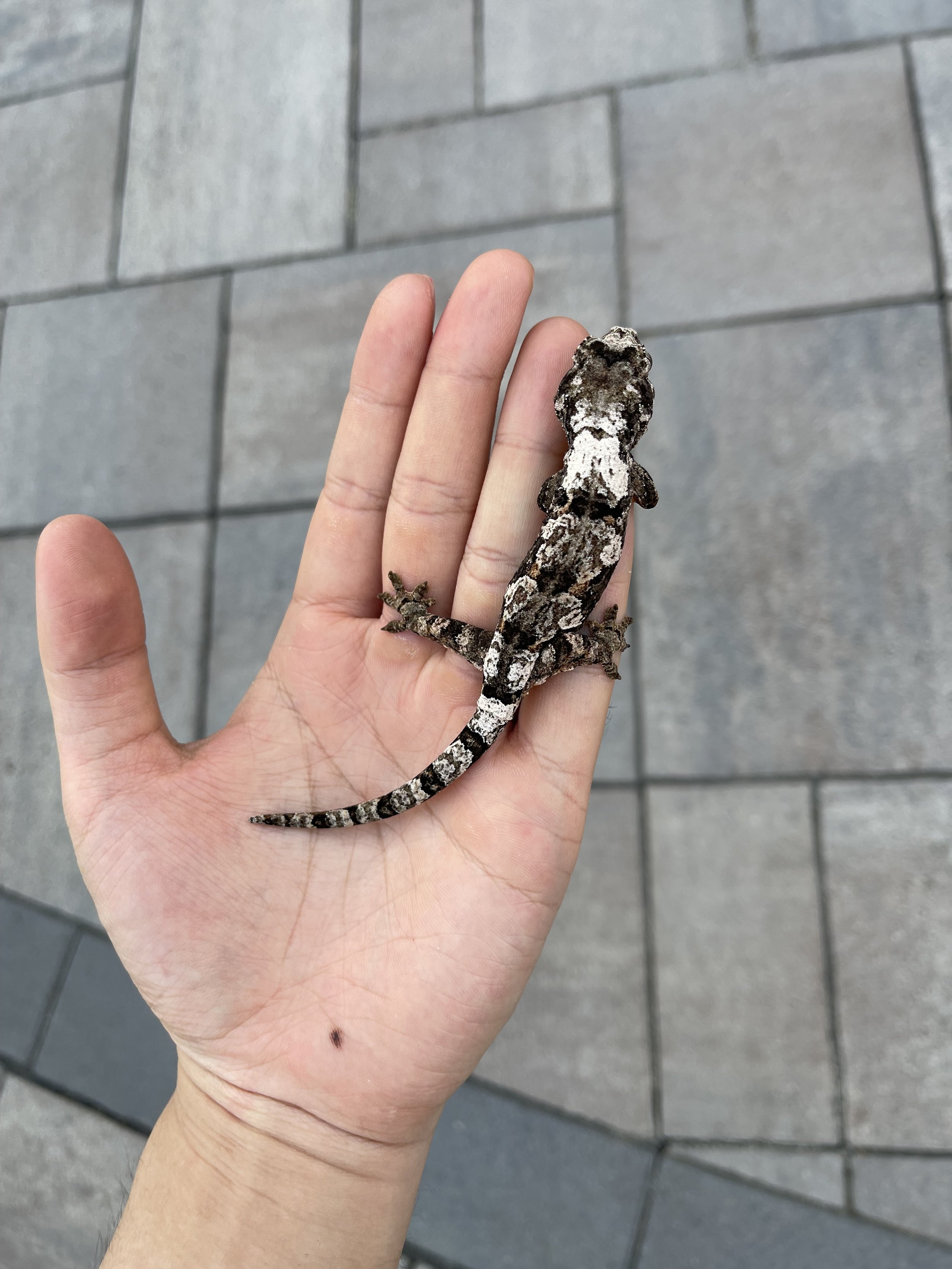 ♀ Luxurious Larvae