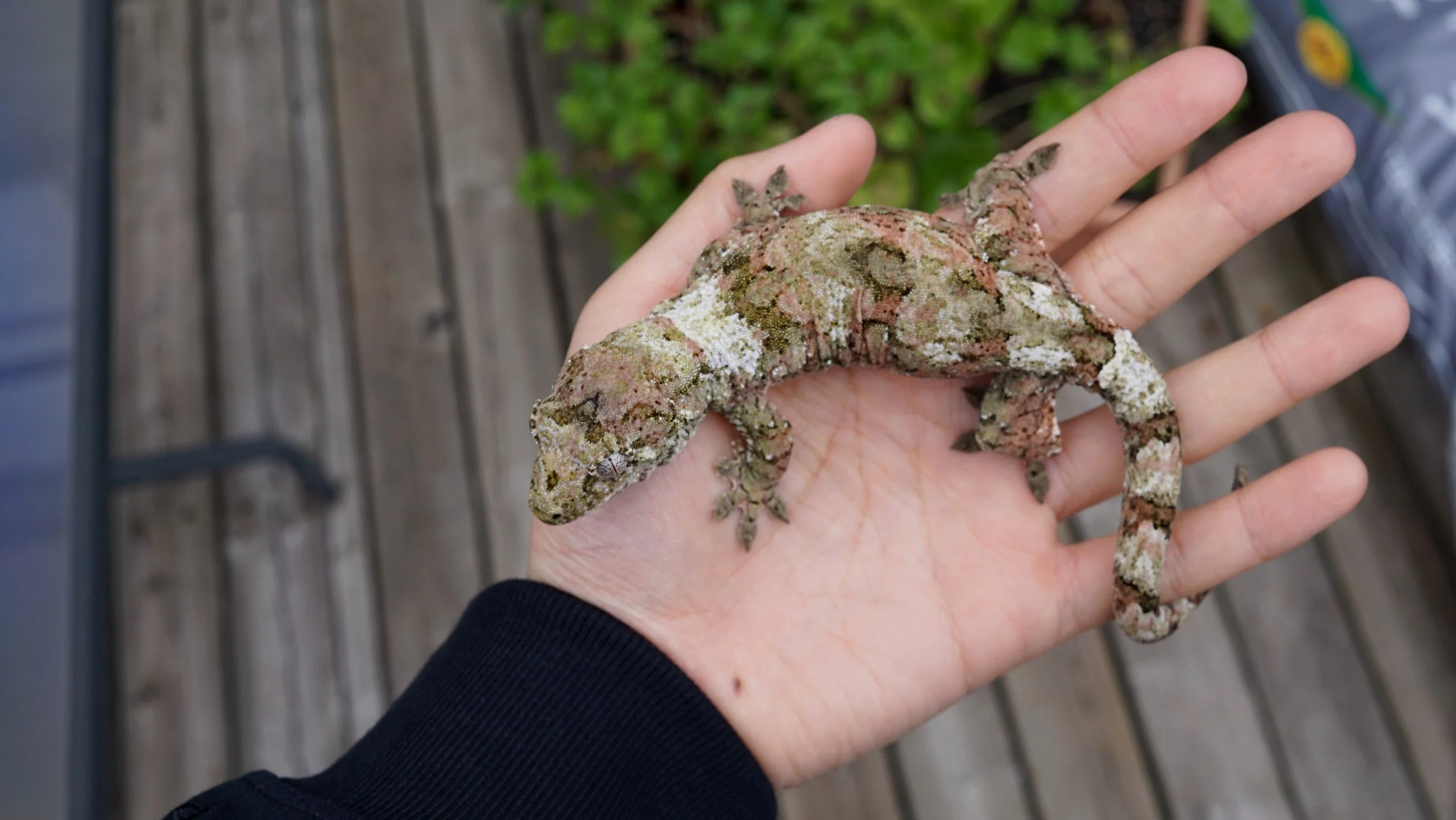 _DSC3202.jpeg