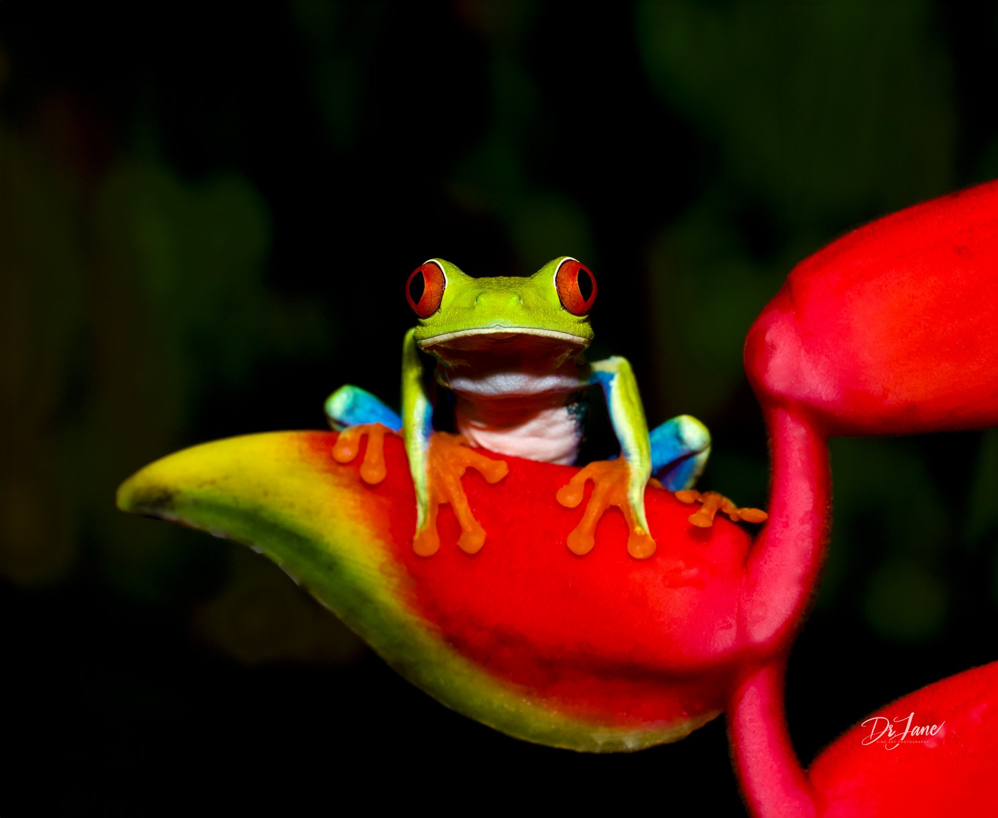 Red Eyed Frog - Costa Rica