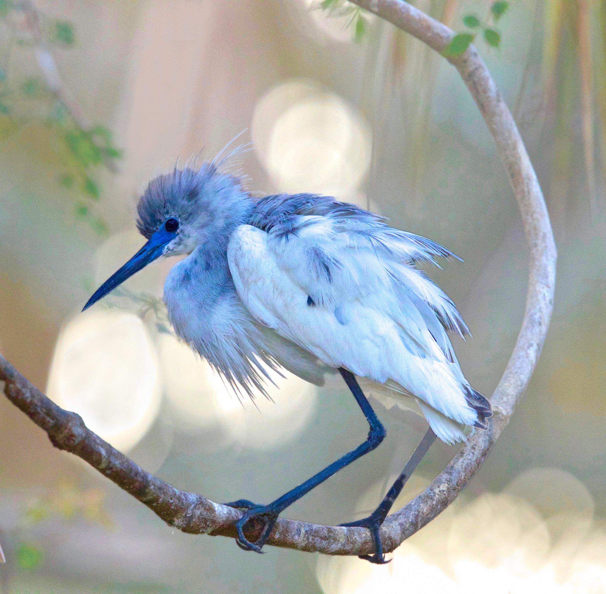 Little Blue .jpg