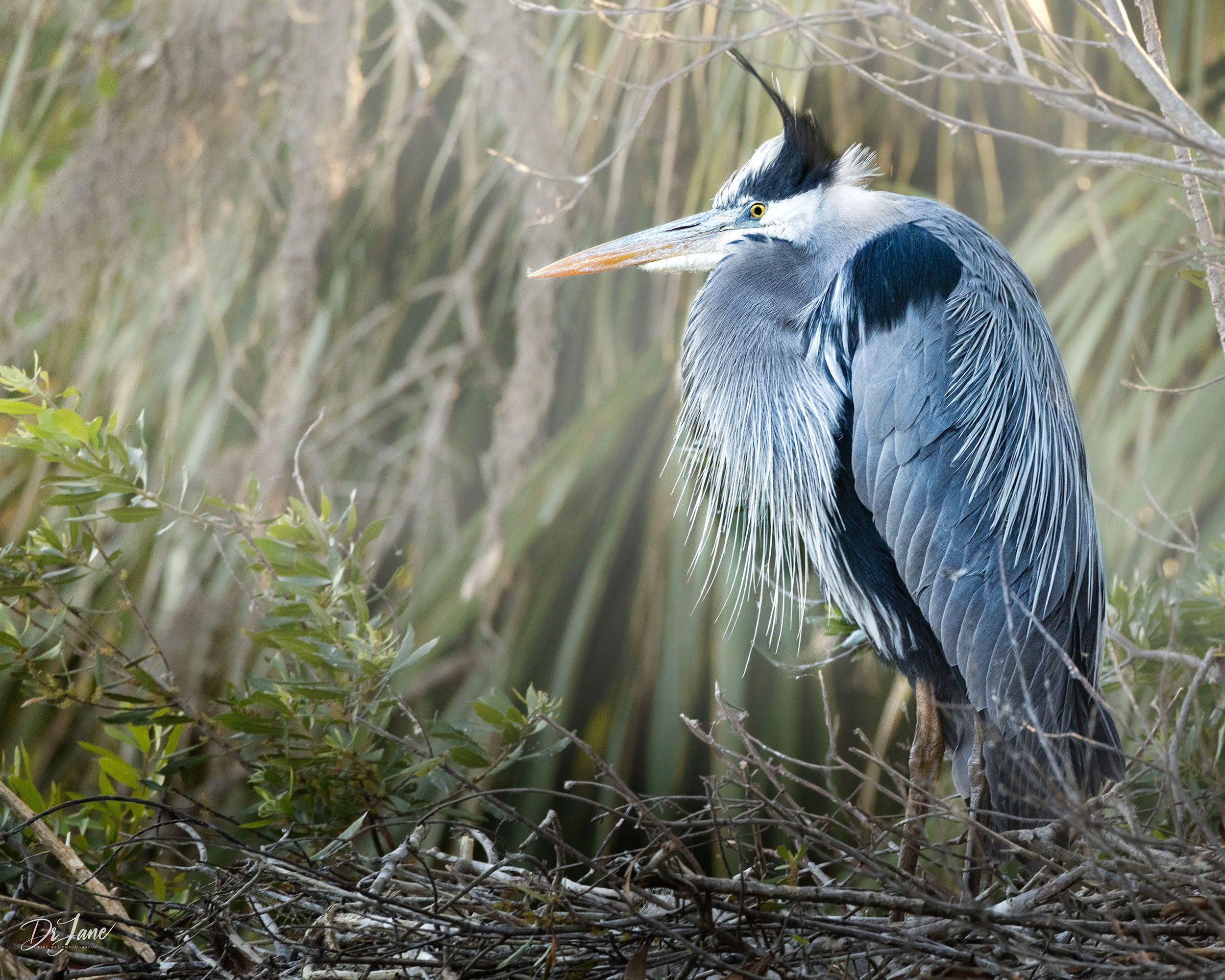 On the Nest