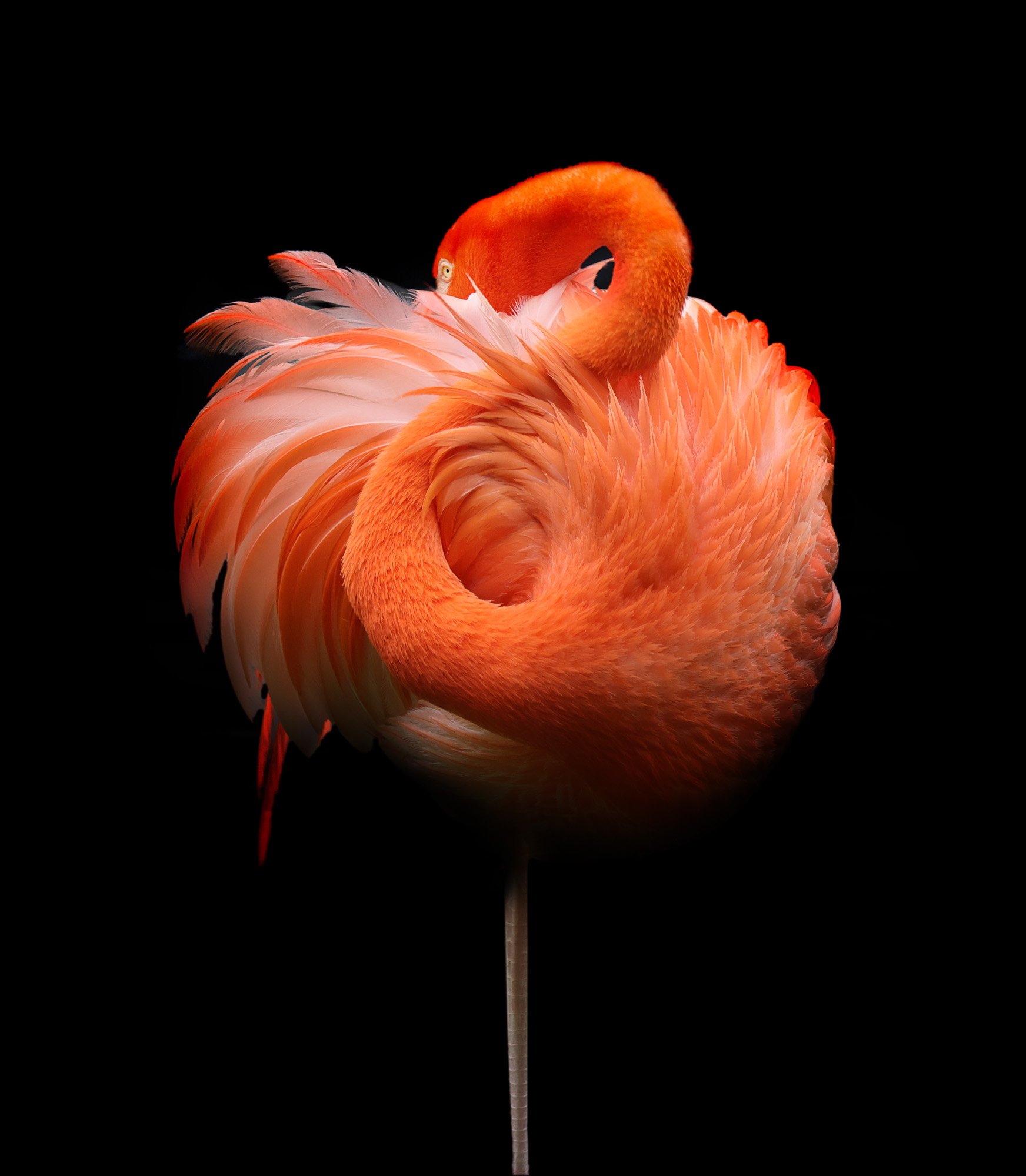 Lollipop Flamingo