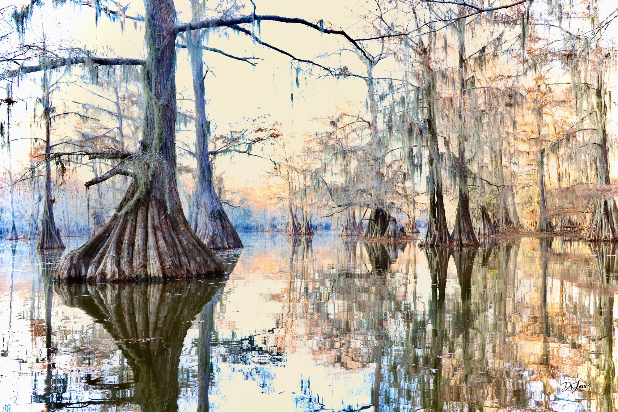 Blue Hour in the Swamp
