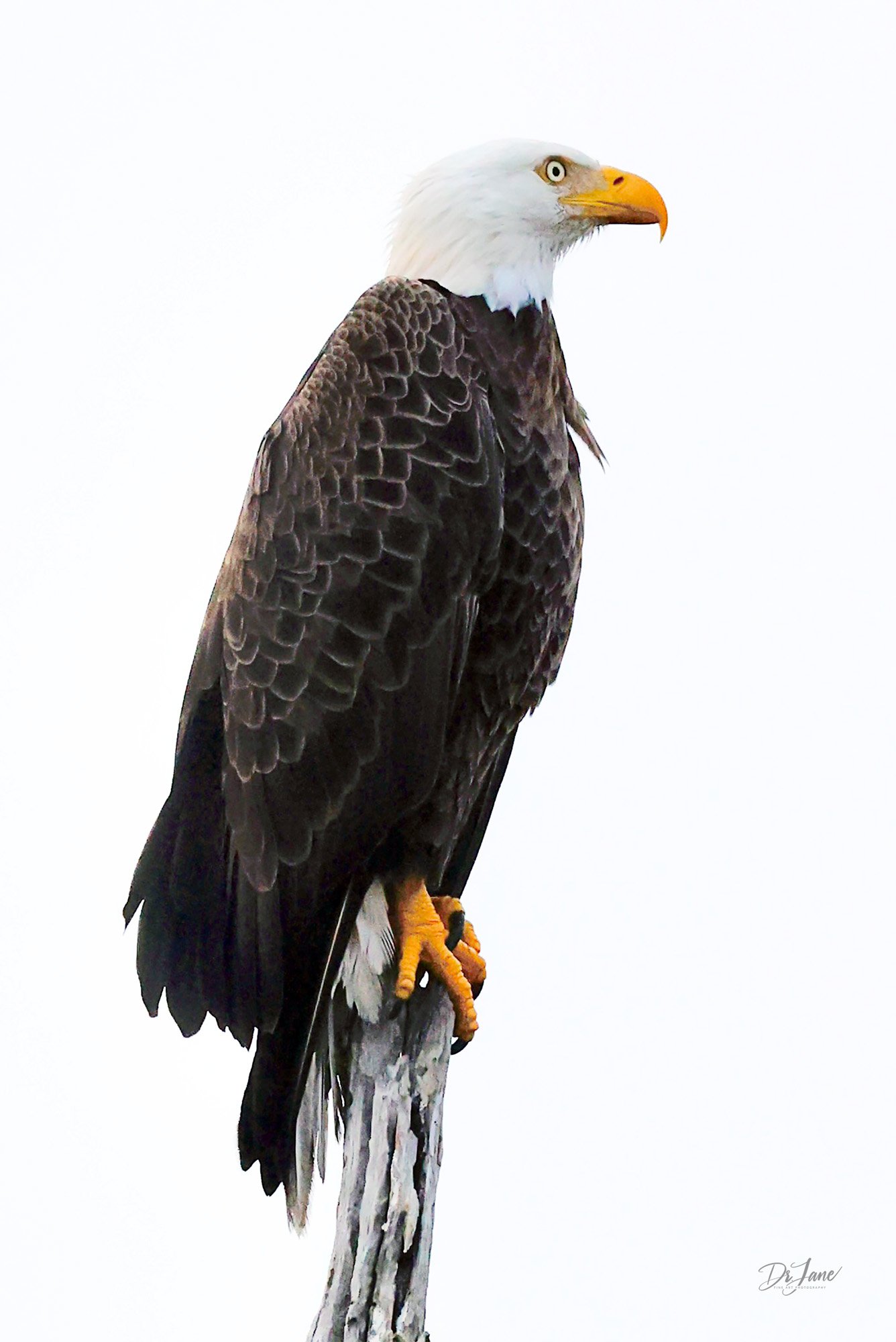 The Sentinel