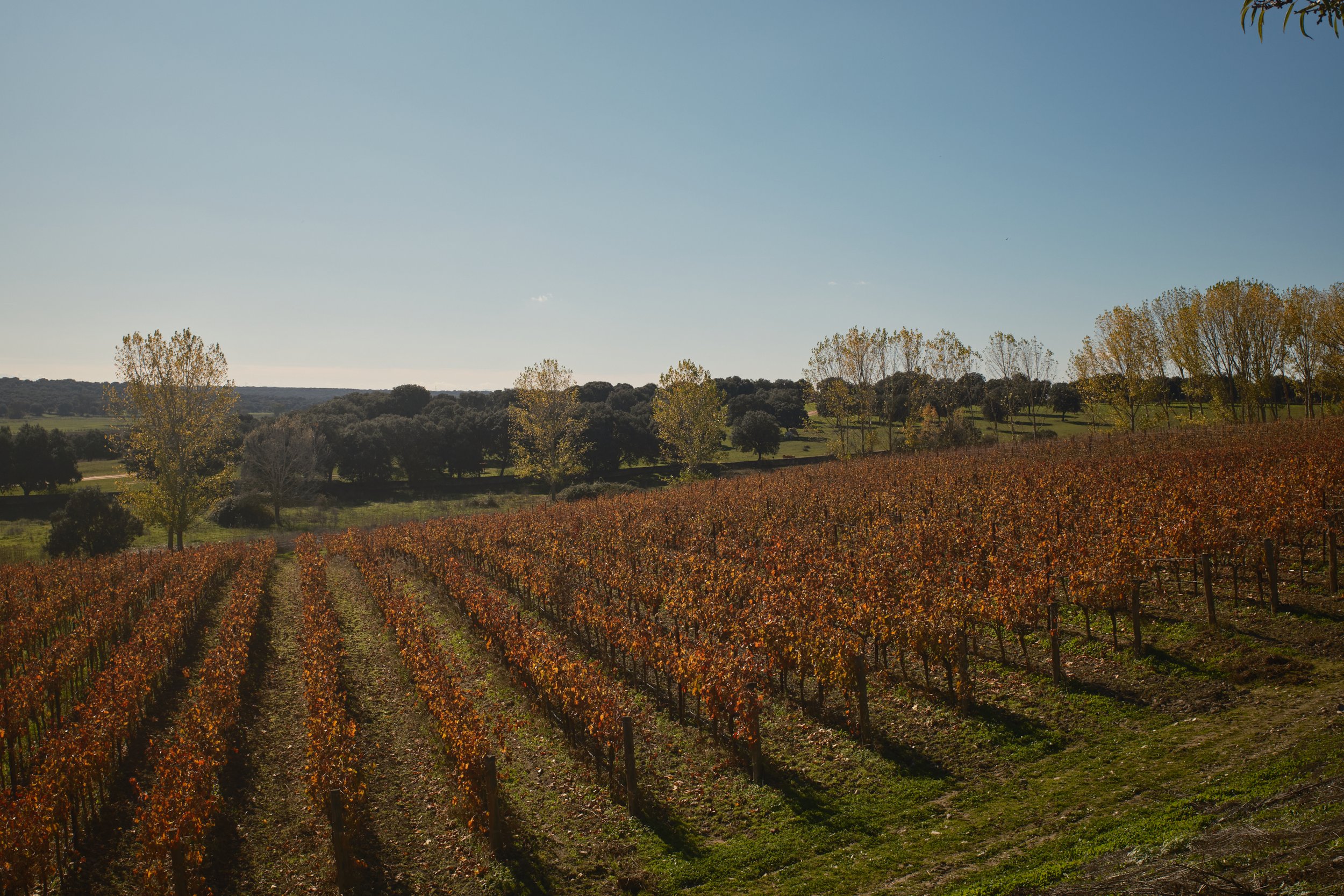 DSCF0731.jpg