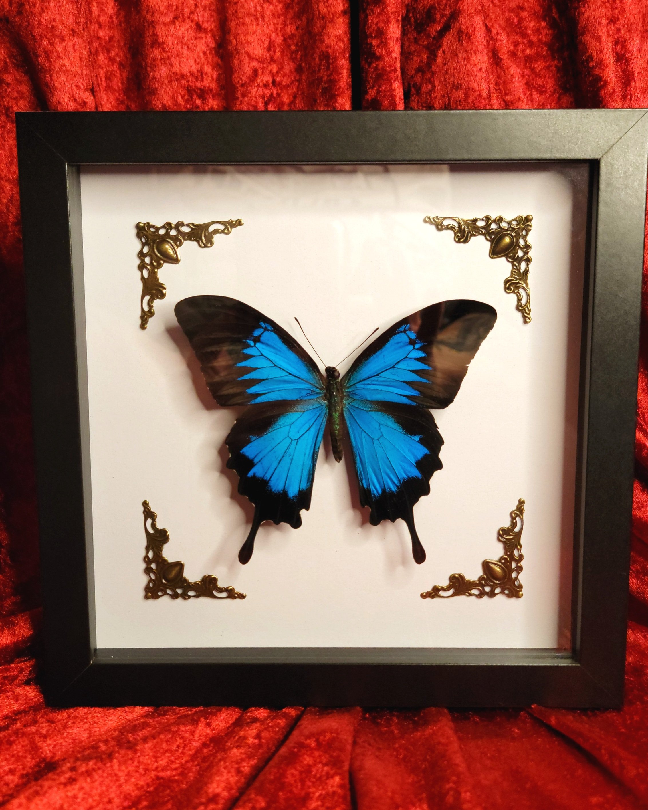 Morpho Swallowtail