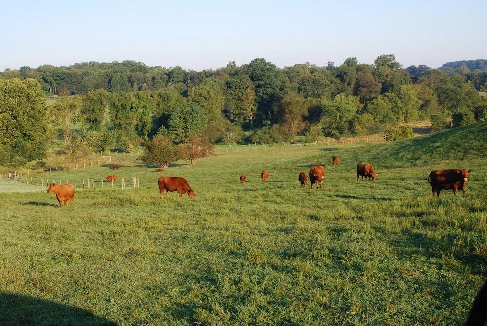 Back when I was producing grass fed beef. Boy do i miss spring calves and boy am I glad they’re gone……Peter Welling