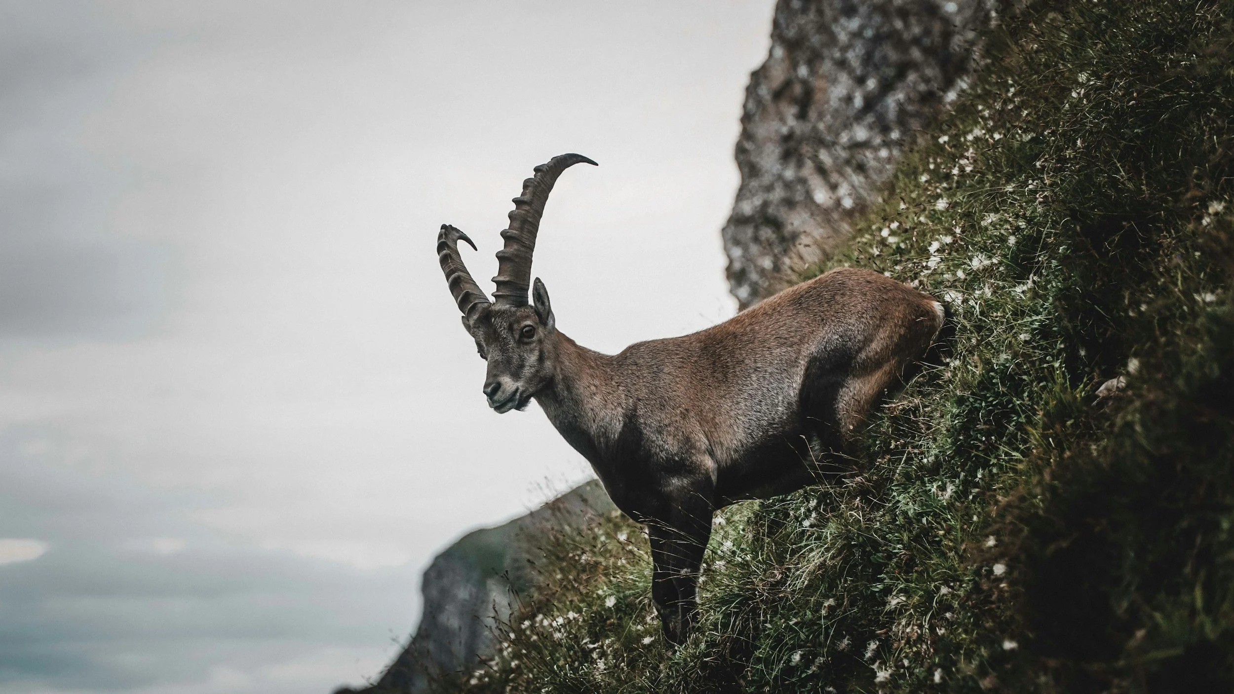 Full Moon in Capricorn