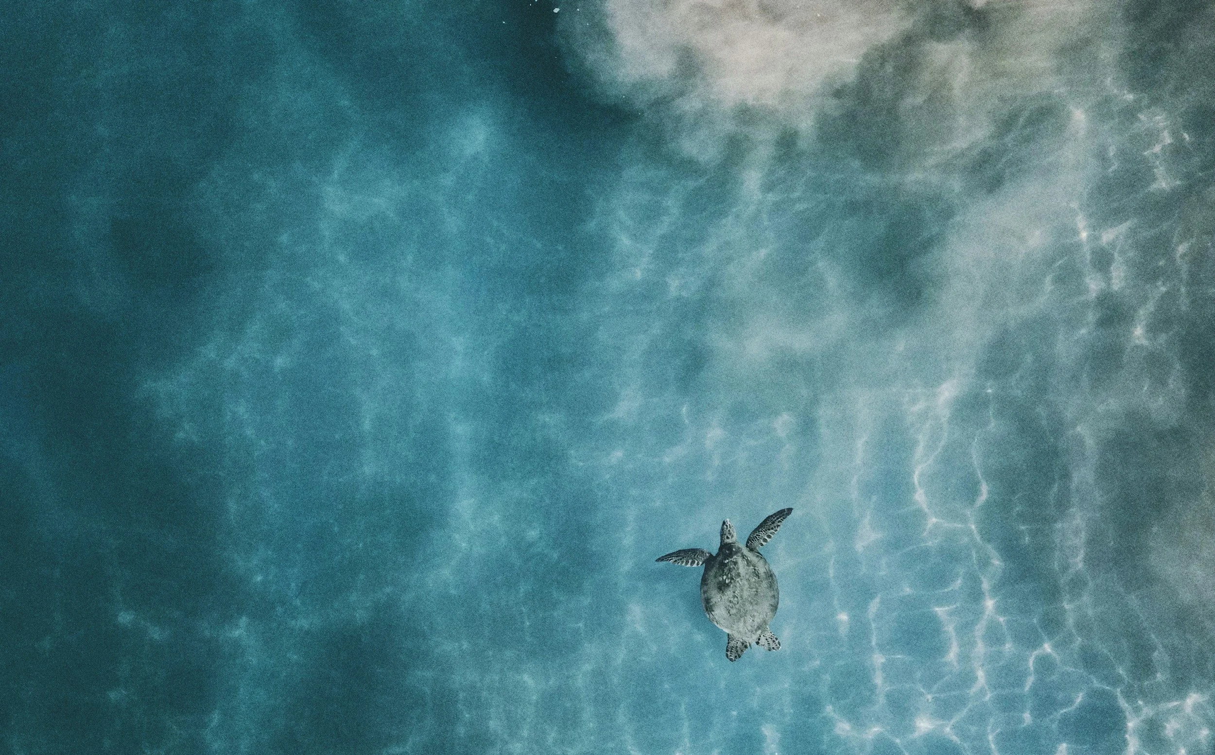 A sea turtle swimming underwater near the surface at night, with a full moon visible in the background.