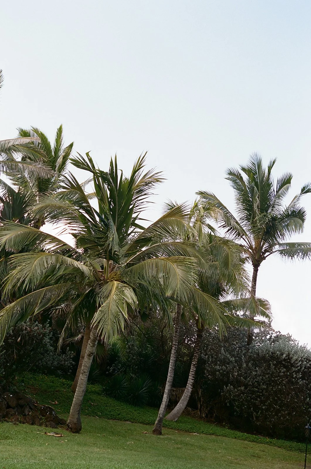 Group of tall palm trees on a grassy lawn with bushes, under a clear sky.