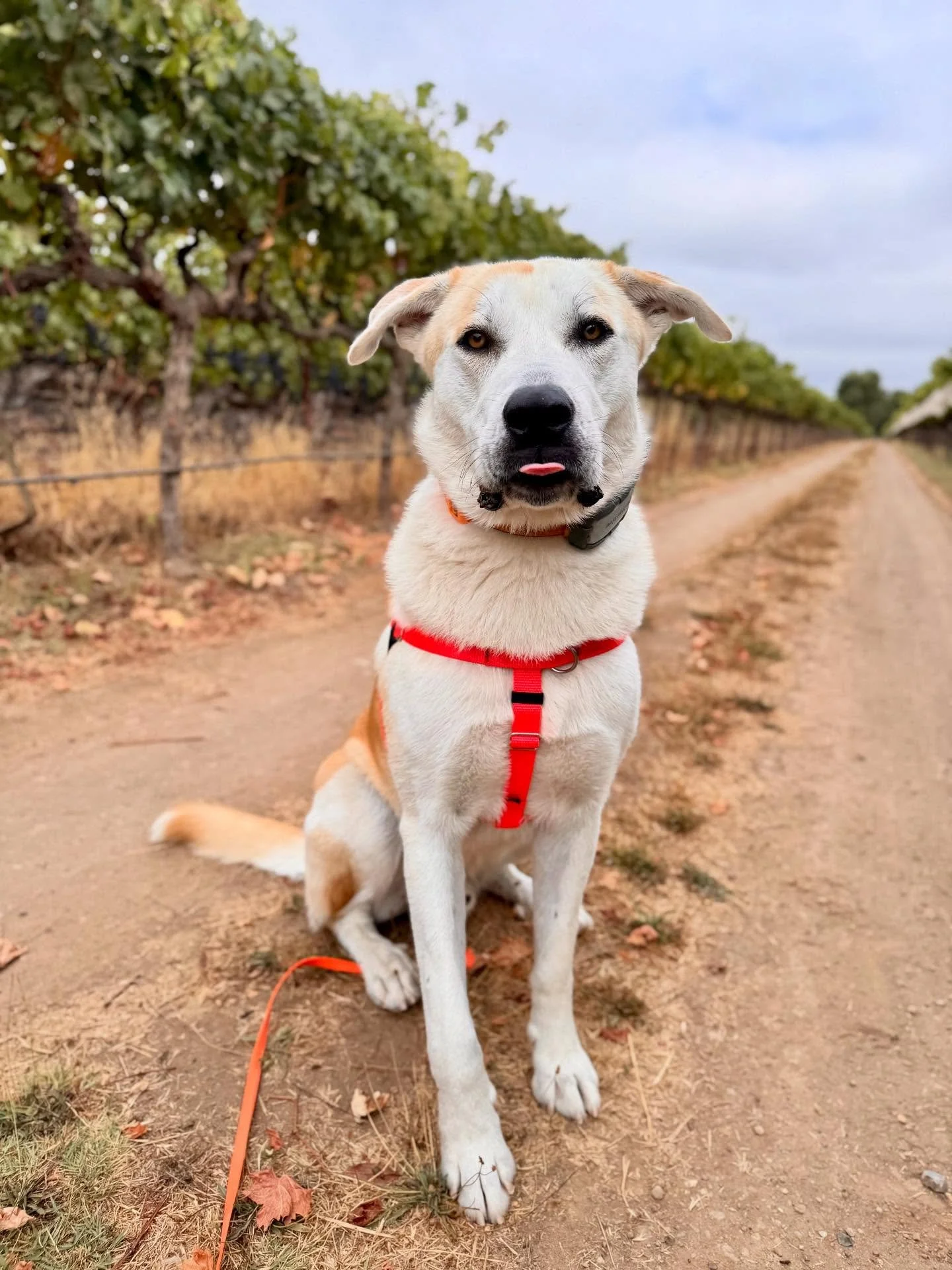 I&rsquo;ve had the pleasure of working these past couple of weeks with Ranger and his new family in St. Helena. He is the most perfect big boy! Picked up as a skinny, unaltered stray and adopted from @napacountyanimalshelter - his family contacted me