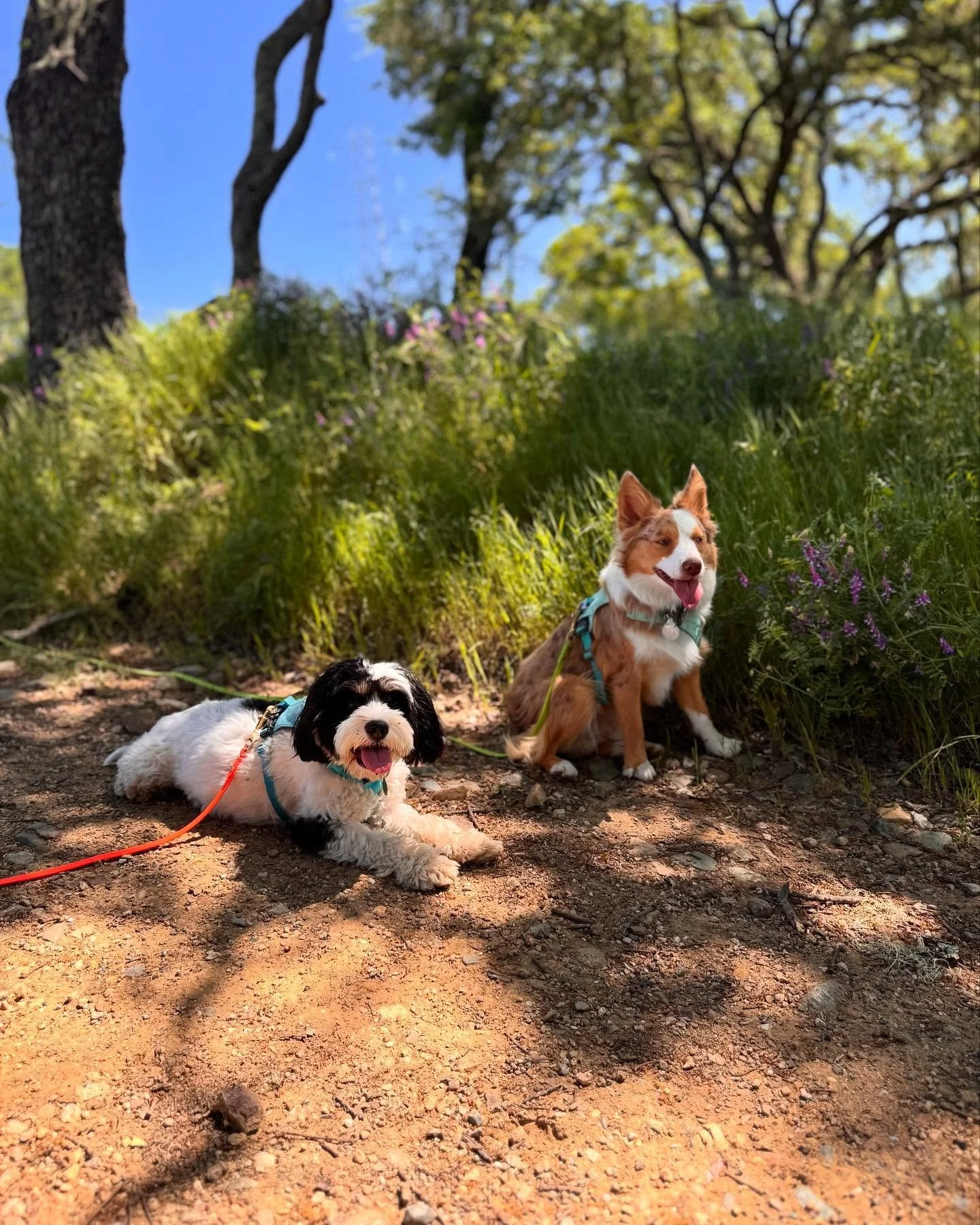 River &amp; Bodhi are the ULTIMATE adventure duo! 🩵 They both got signed up for a hiking package and I'm obsessed with this perfect pair! #napavalleydogs #happydogs #positivereinforcementdogtraining #miniaussie #cavapoo #hikewithdogs #twin #brotherf