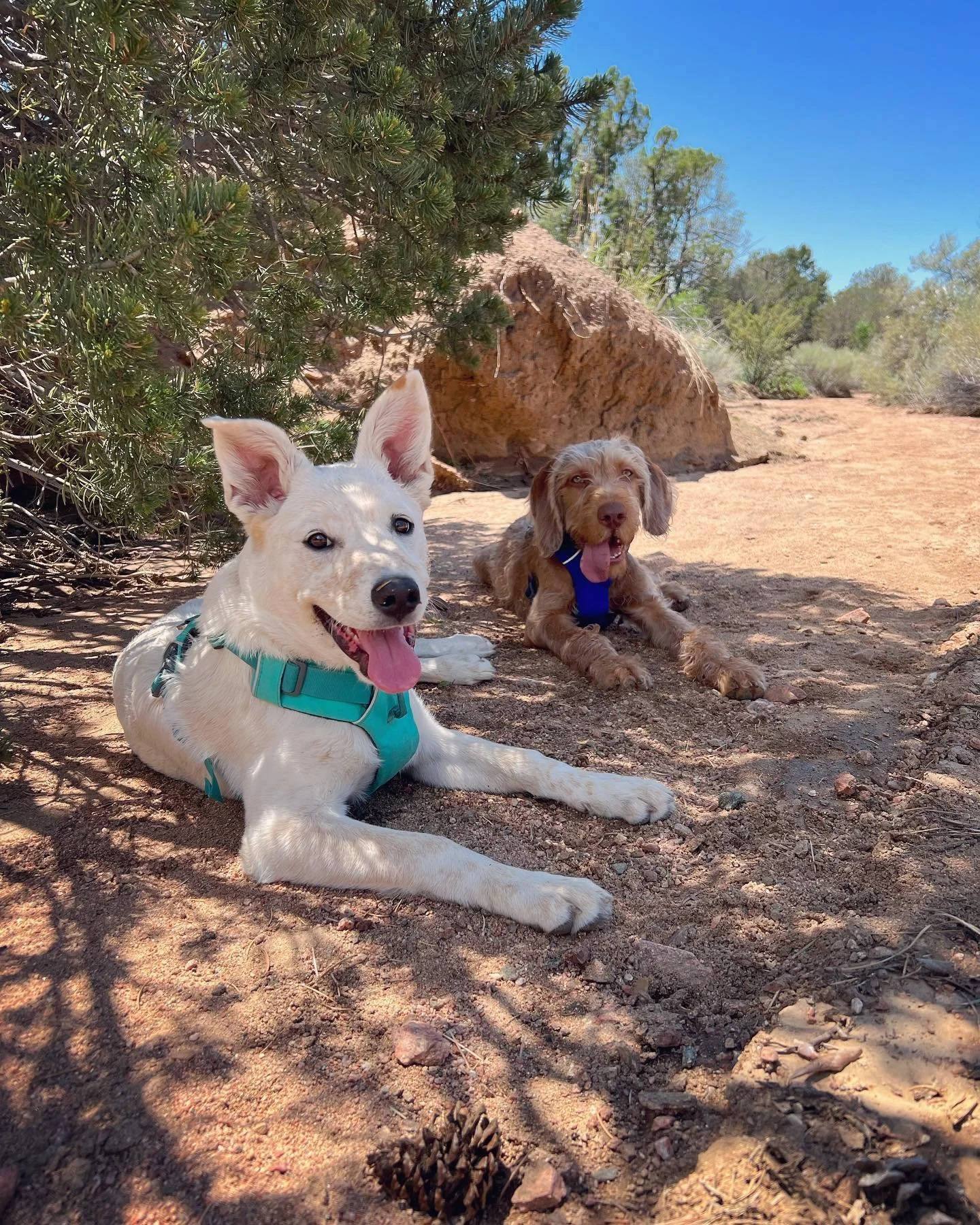 Lil Quin #cattledogmix &amp; Haver #wirehairedvizsla are two pups with wildly different personalities, but they&rsquo;re becoming best buds! ☯️ Quin is a shy boy who takes things slow, and Haver is the embodiment of playful confidence. Today we explo