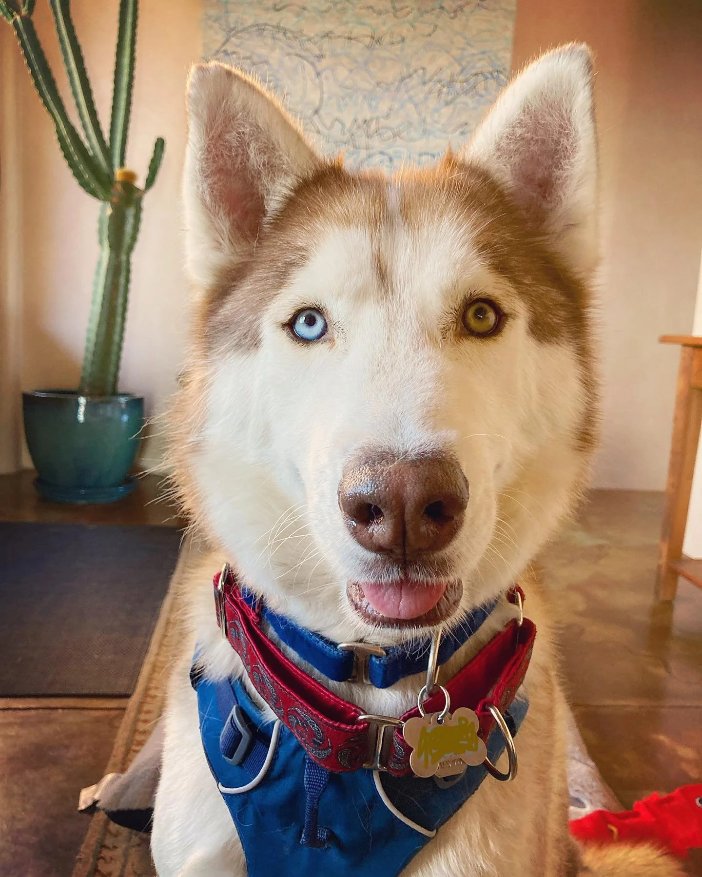 I love you, Koda 💙🤎 @nmdogvillage #husky #santafedogs #santafe #rewardbasedtraining #trainwithoutpain #huskiesofinstagram