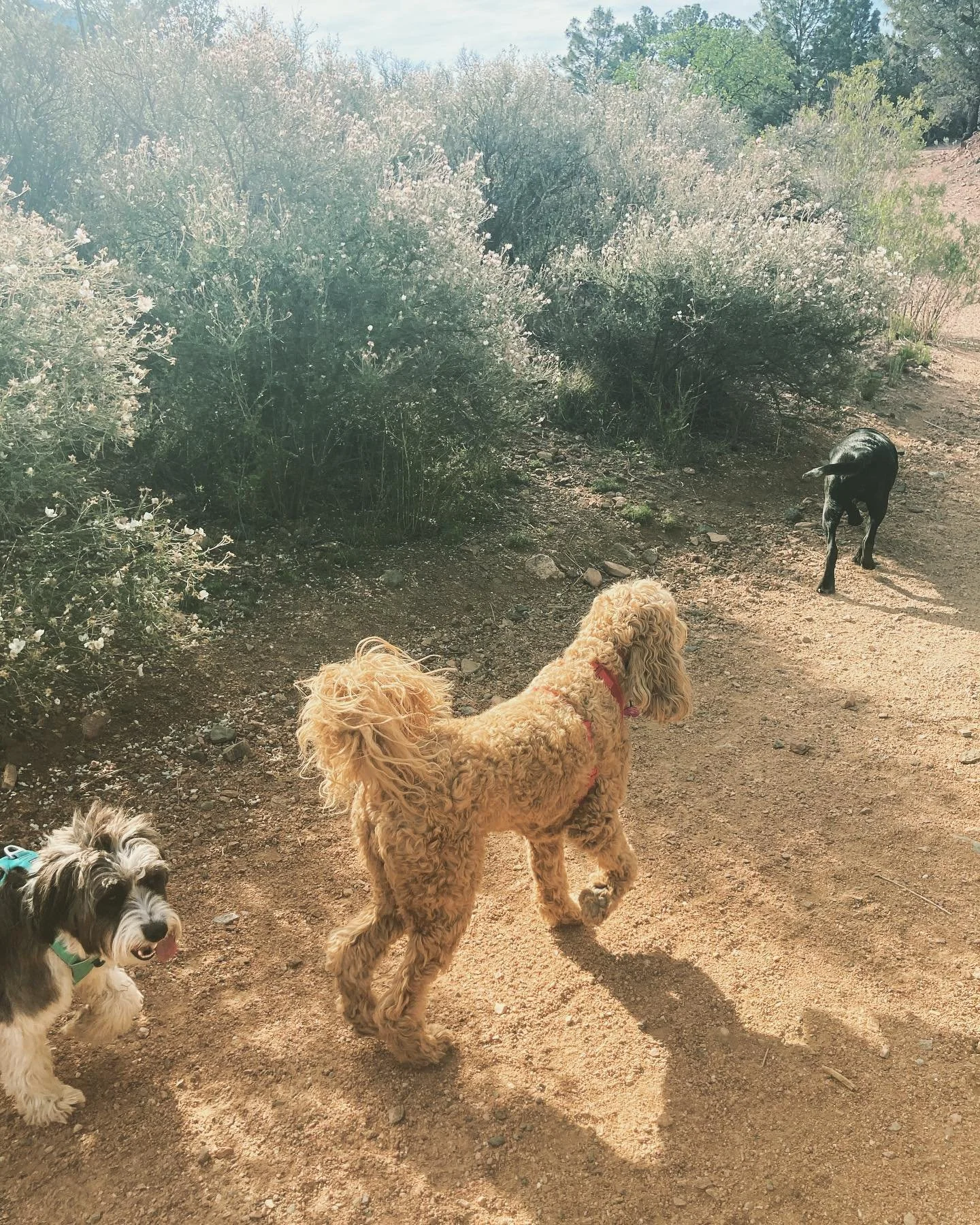 We hit the trail super early this morning to beat the heat! Explored a new area and got about 5 miles in with this motley crew 🐕 #hikingwithdogs #santafe #santafedogs #positivereinforcement #ruffwear #2houndsdesign