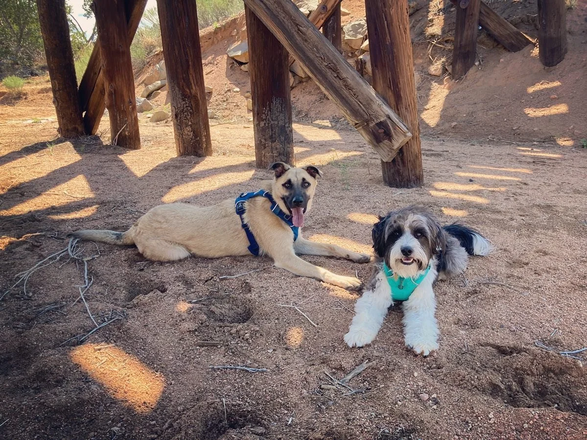 Simba &amp; Pepper are helping me test out a new trail running service just for doggos! Today we did an easy morning 5k on the Rail Trail .. they nailed it! 🐕🐕#santafedogs #rewardbasedtraining #trailrunning #happydogs #ruffwear @ruffwear