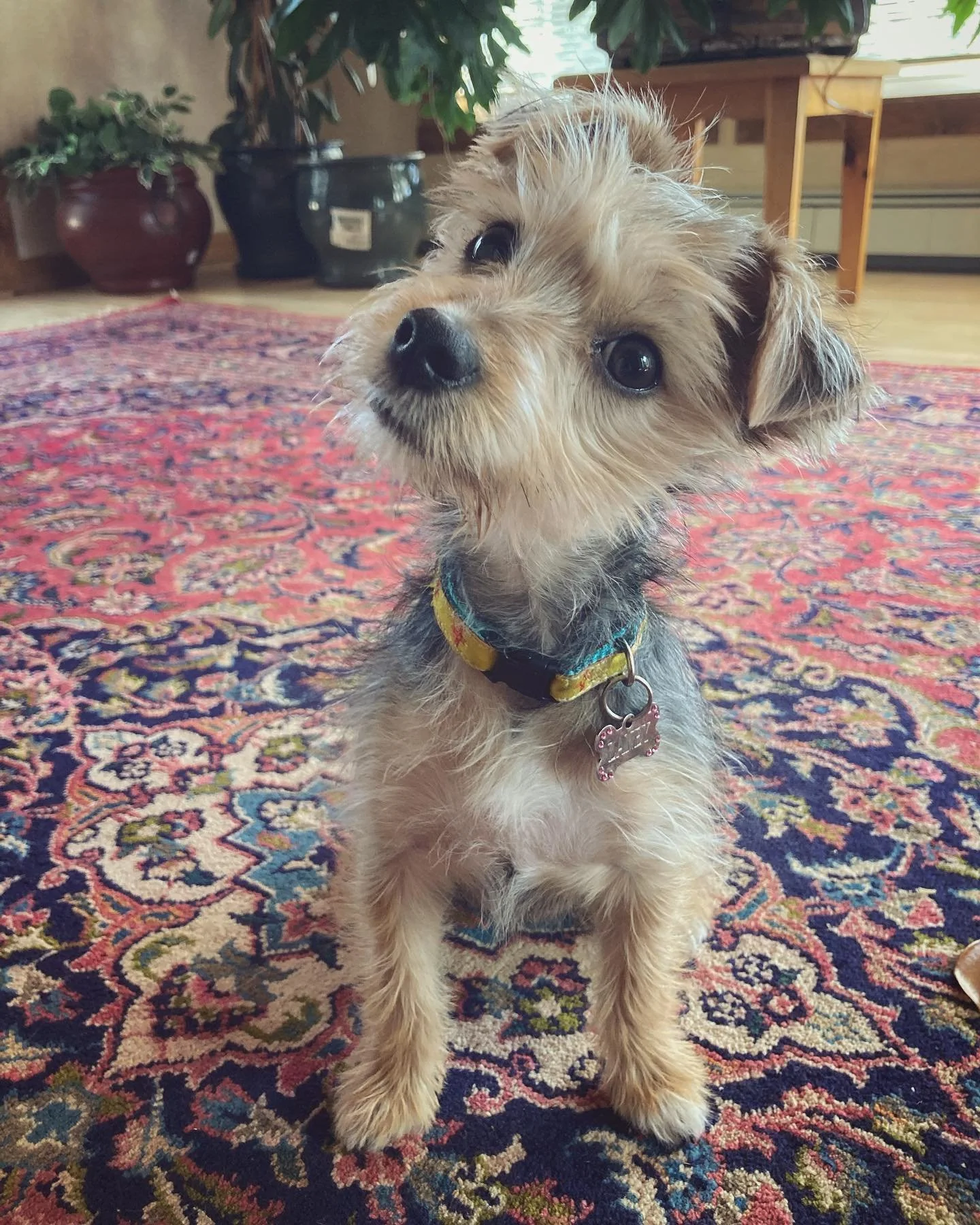 Meet Laney! She&rsquo;s cute &amp; tiny &amp; super duper smart 🧮 ❤️❤️ #yorkiepoo #puppytraining #puppiesofinstagram #focus #clickertraining #newmexico