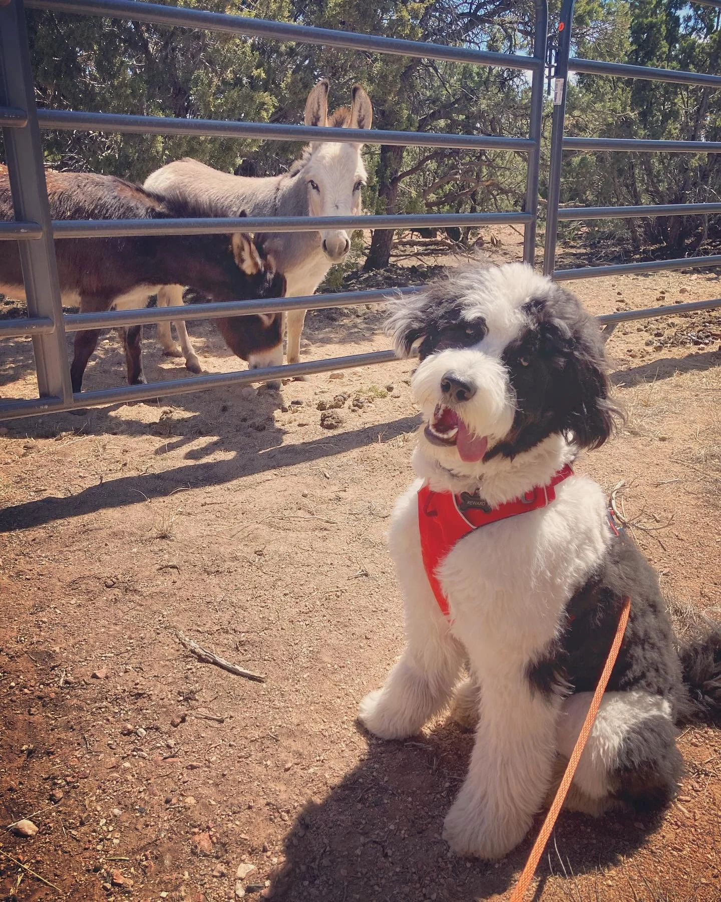 Errmahgerrhd! 💙💙 Cooper nailed his first week of training ~ we did some heavy lifting with impulse control right off the bat. 💪🏼 Today, Cooper impressed us all with a extra solid sit-stay around the construction worker foot traffic in the house. 