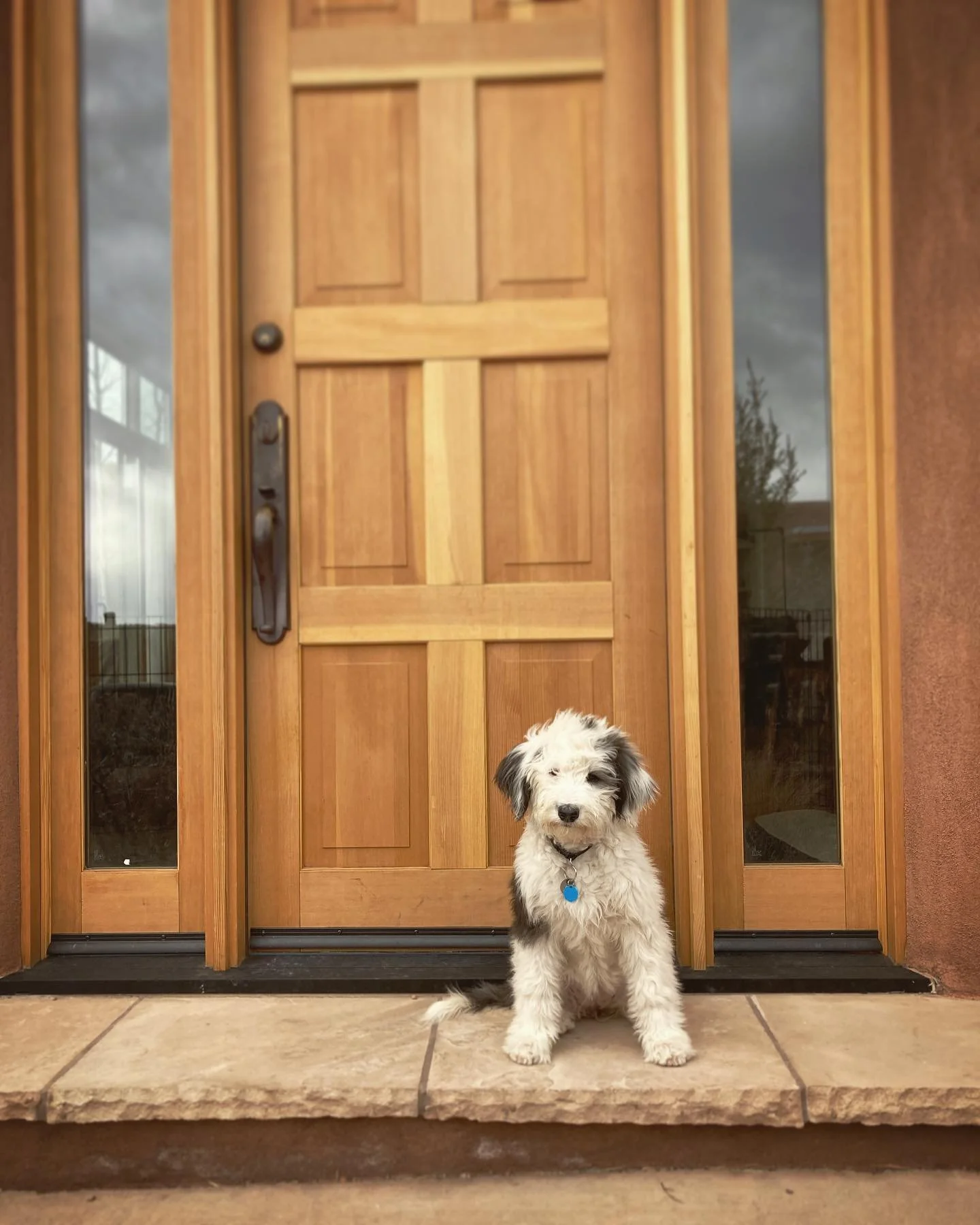 So proud of Miss Shirley! This lil muffin head flew through her puppy training and even started working on some advanced behaviors! 🐑#sofreakinsmart #sheepadoodle #santafedogs #puppytraining #happypup