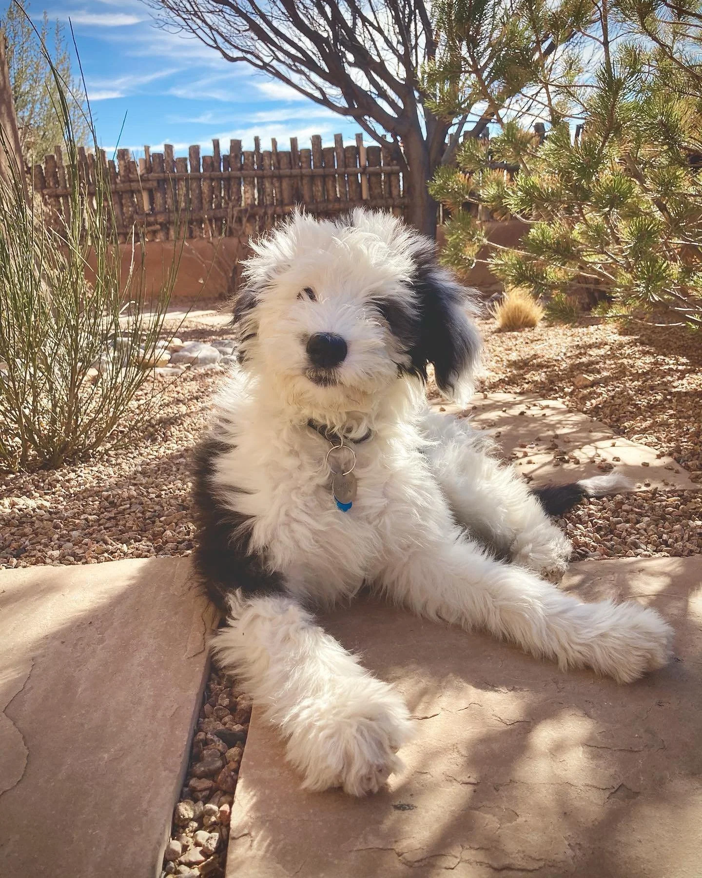 This smart little girlie started her puppy training adventure with us last week! ☁️🖤☁️ Today Shirley met Pepper for a puppy play date and they were a perfect pair #sheepadoodle  #puppy #santafedogs #training #puppyplay #newmexico