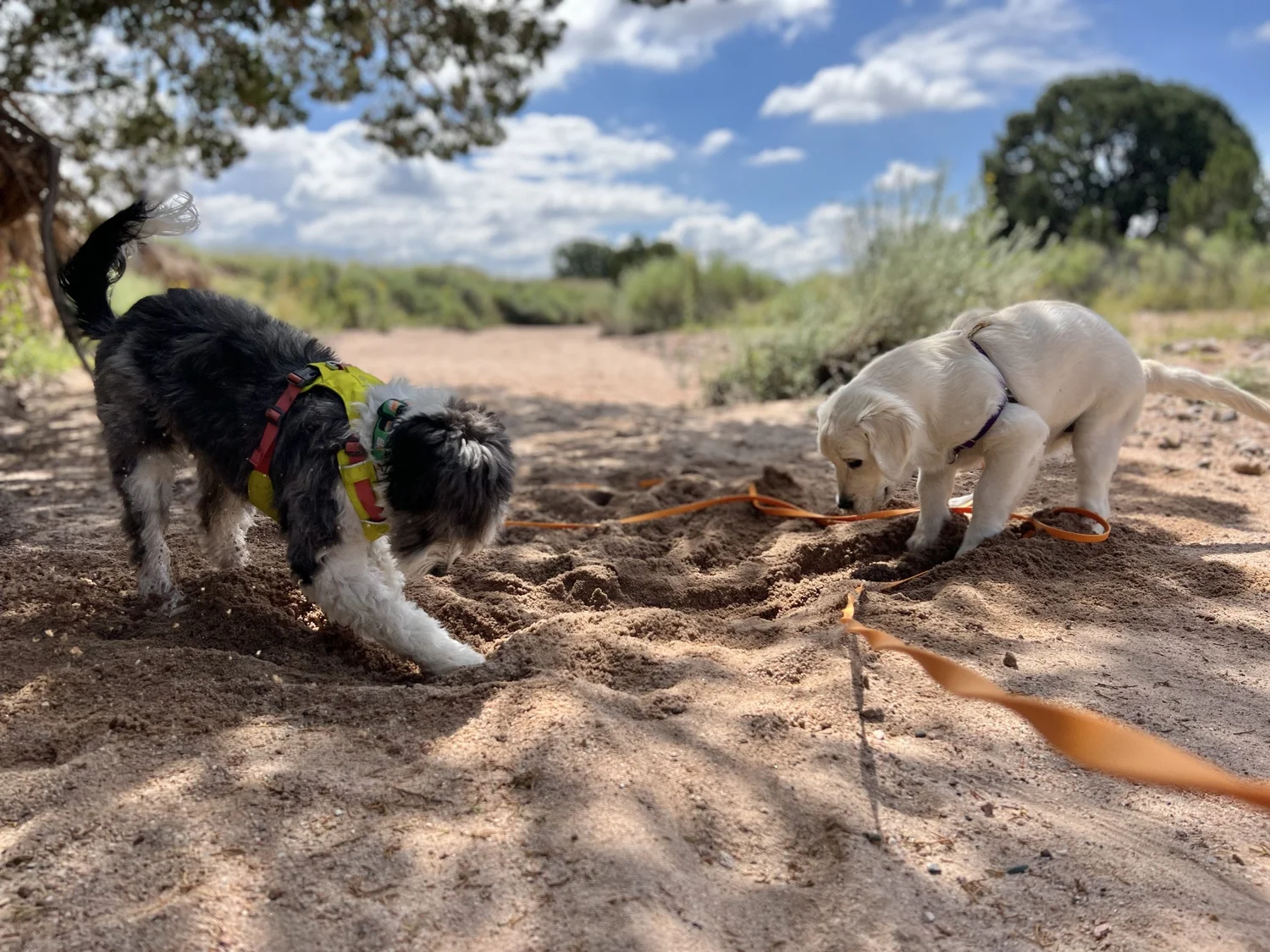 Inspired Animal Behavior & Training