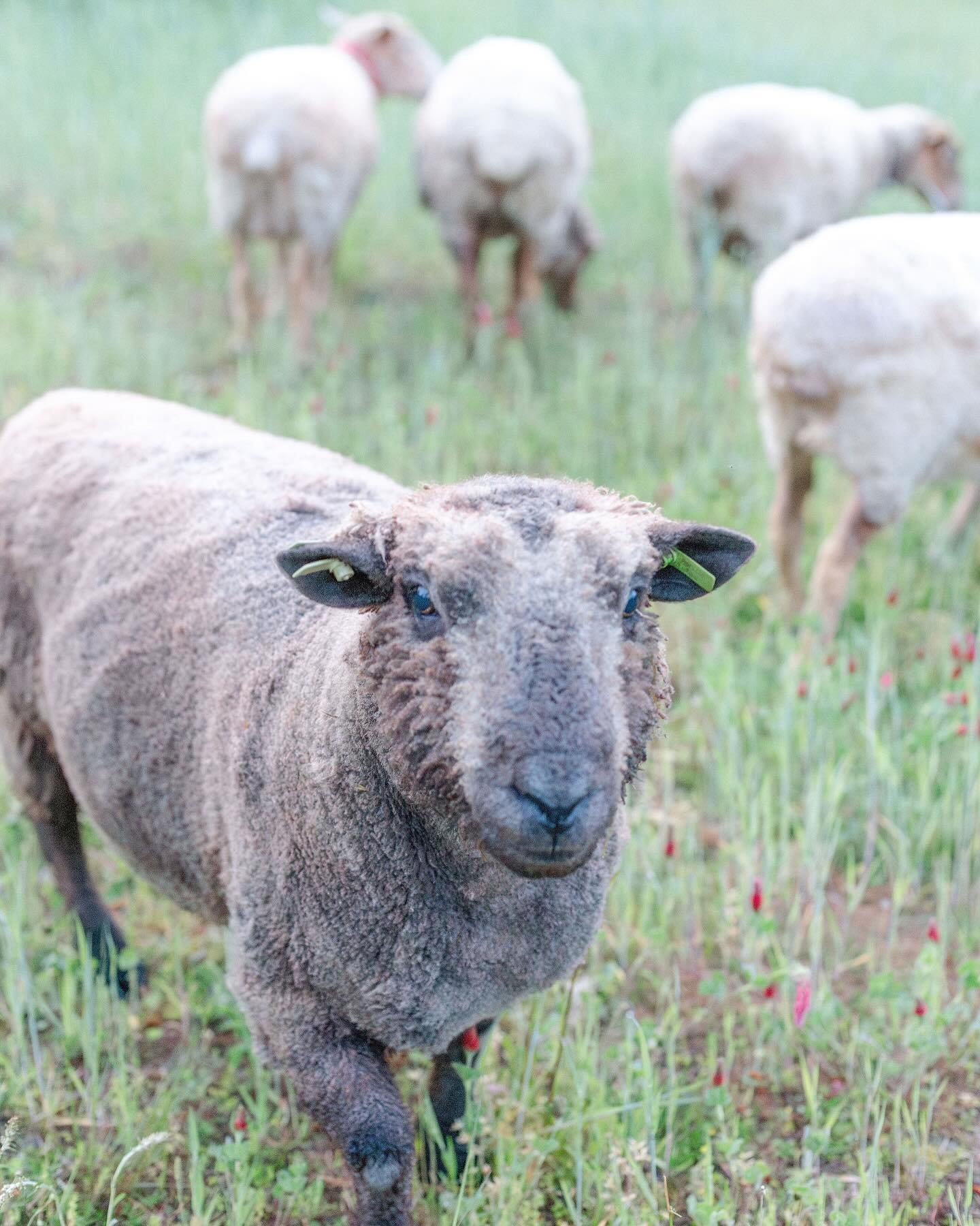 🌾 Our beloved heritage breed sheep! 
Dr. Pepper, the charming Babydoll Ram from England, a true &ldquo;love bug&rdquo; who adores cuddles. 🇬🇧 
Fun Fact: He&rsquo;s one of a triplet!🐑 
Our Tunis sheep girls originated out of Tunisia, Africa
- Cola