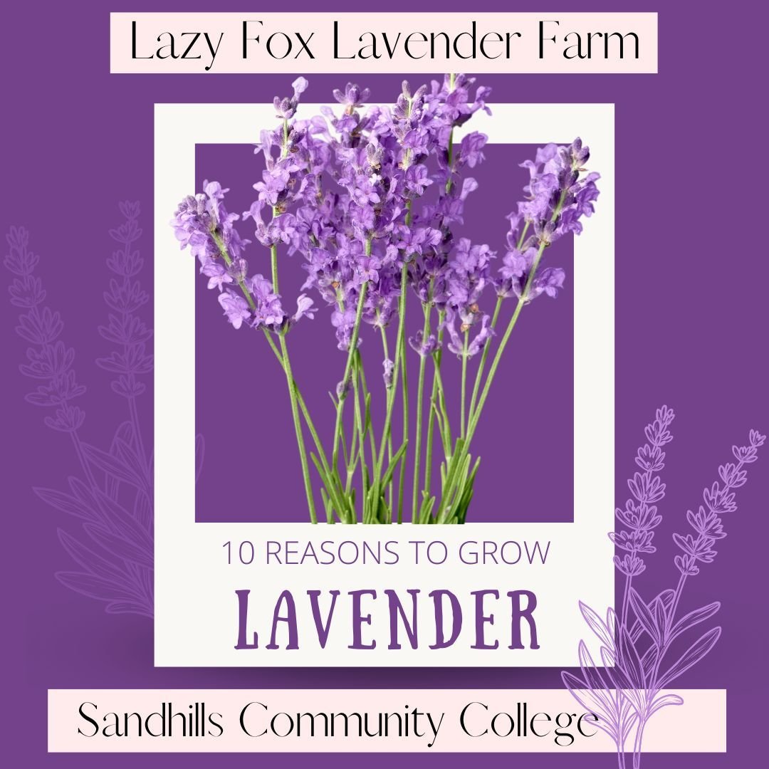 Excited to share my passion for lavender at Sandhills Community College @sandhillscc Join me for a presentation on the 10 reasons why growing lavender in the Sandhills is a game-changer. When:May 22, 10:00am. Book your tickets: https://www.sandhills.
