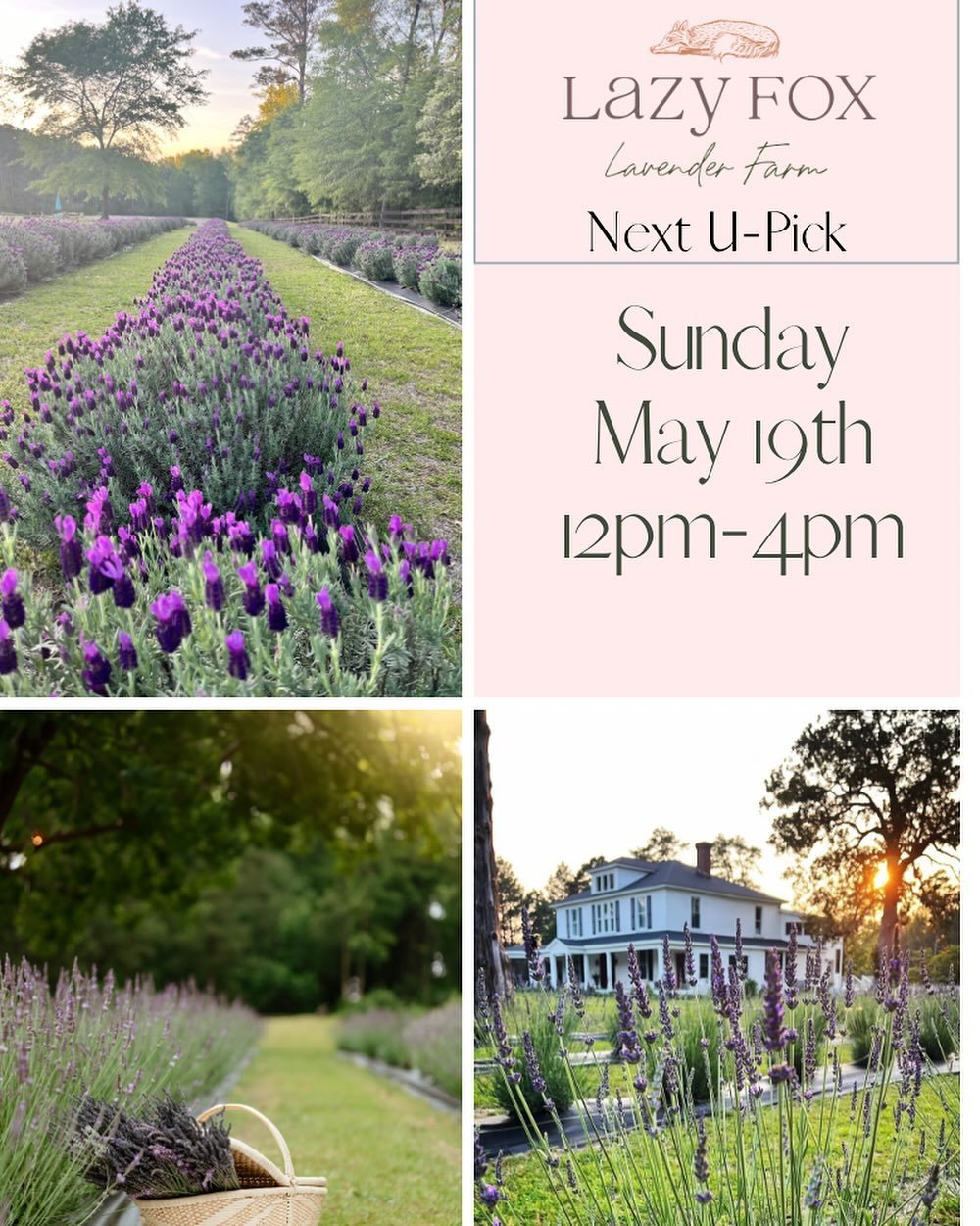 Next U-Pick
May 19th from 12-4pm
Click link in bio to book or at www.lazyfoxlavenderfarm.com

With the entrance ticket you can:
1. Enter the farm
2. Pick a bouquet of fresh lavender 
3. Shop in our Parlor Store
4. Bring a picnic lunch
5. Purchase ice