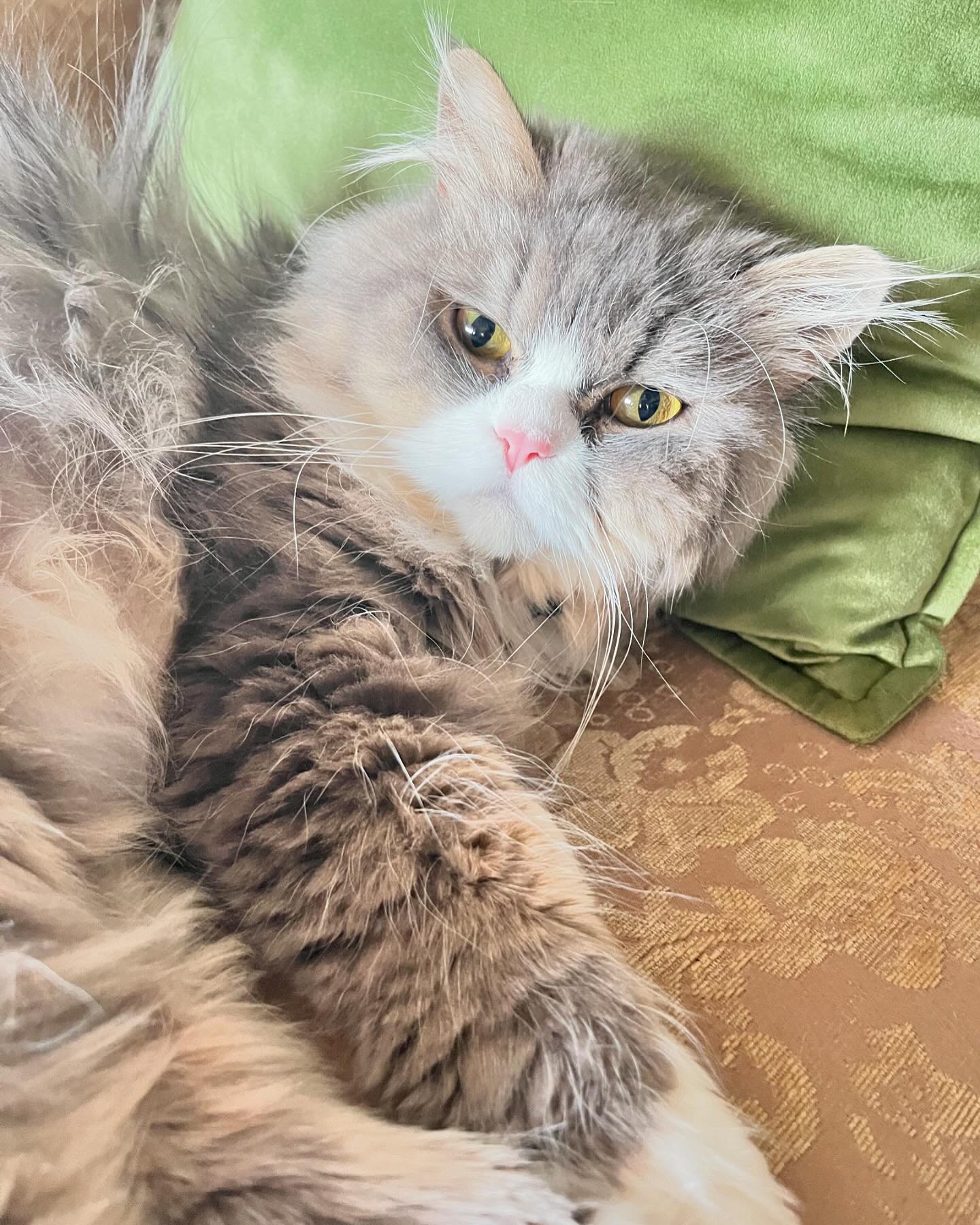 Meet General George Washington! Or as we like to call him Georgie Boy, he&rsquo;s a #persian cat and loves taking naps All day and eating All day!! 
#lazyfoxlavenderfarm #cats_of_instagram #persiancat #generalgeorgewashington