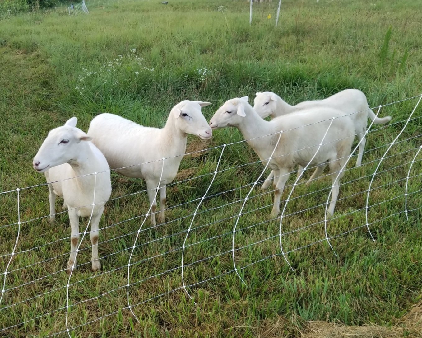 Our Animals — Trotter Creek Farm
