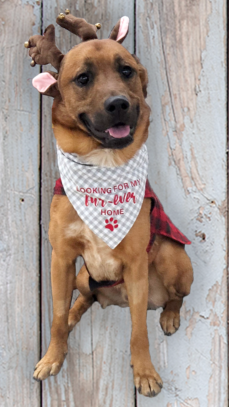 Adoptable - 2.png