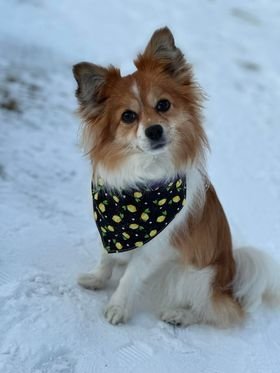 Lemon Bandana.jpg