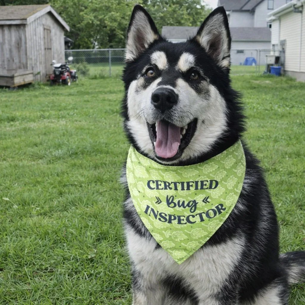 Mav - Certified Bug Inspector.jpg