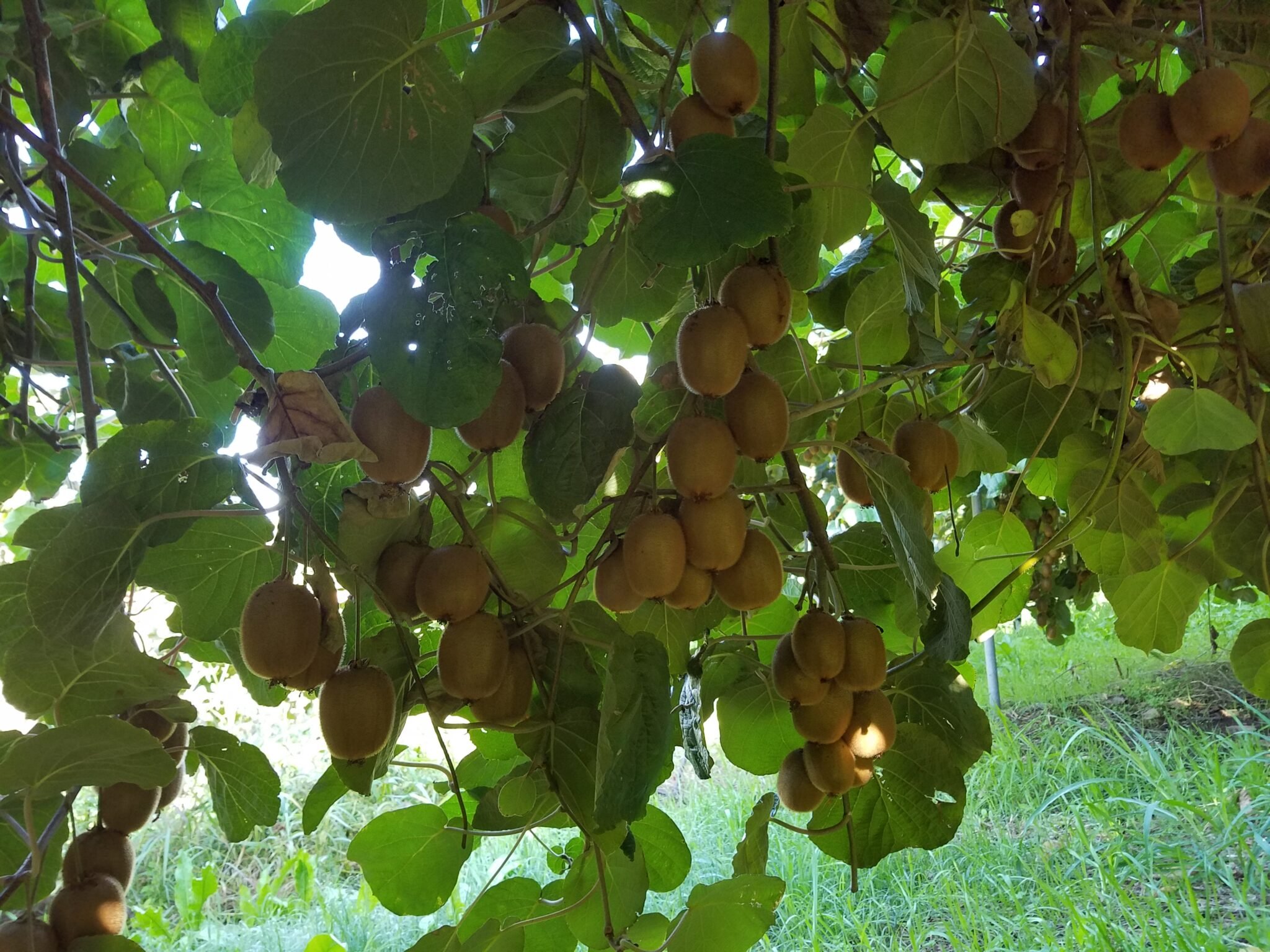 Large-organic-kiwifruit-hanging-on-the-vines-at-Brenner-Ranch-2048x1536.jpg