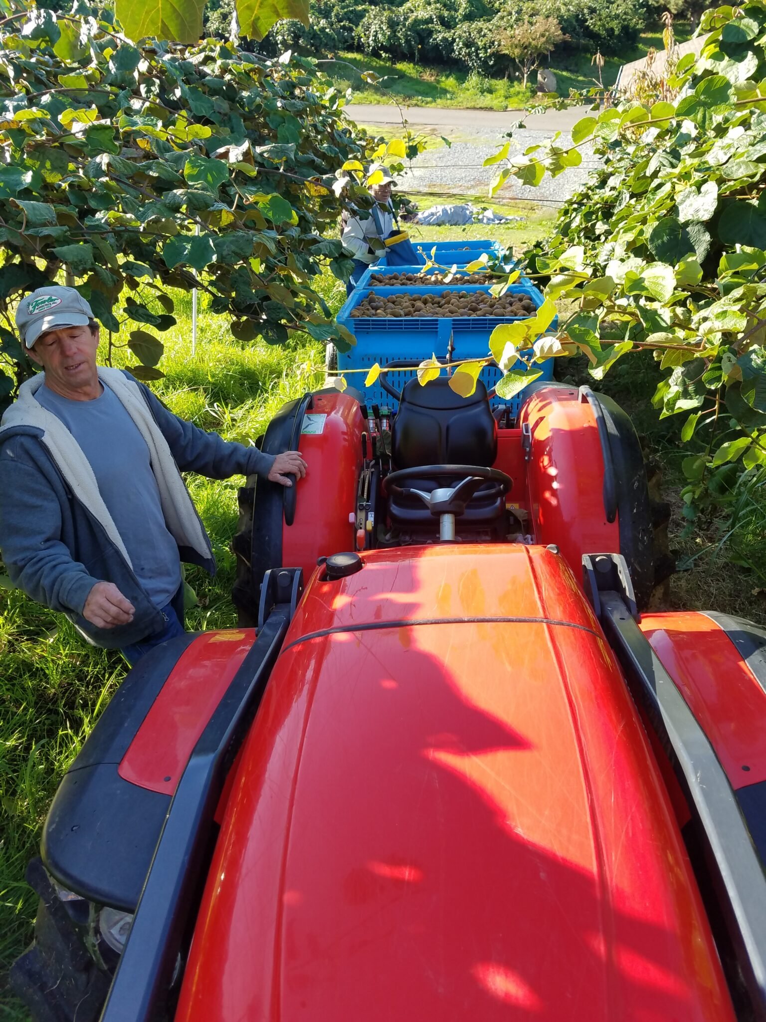Jim-Brenner-during-harvest-getting-ready-to-move-the-bins-loaded-with-1000-lbs-each-of-organic-kiwi-to-the-next-section-of-vineyard-to-be-picked-1536x2048.jpg