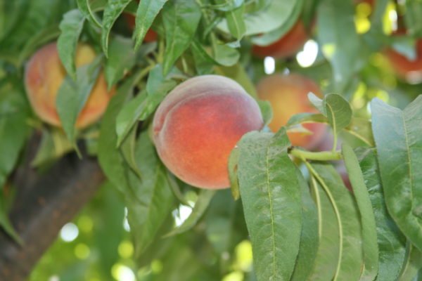 Burkart Yellow Peaches on tree.jpg