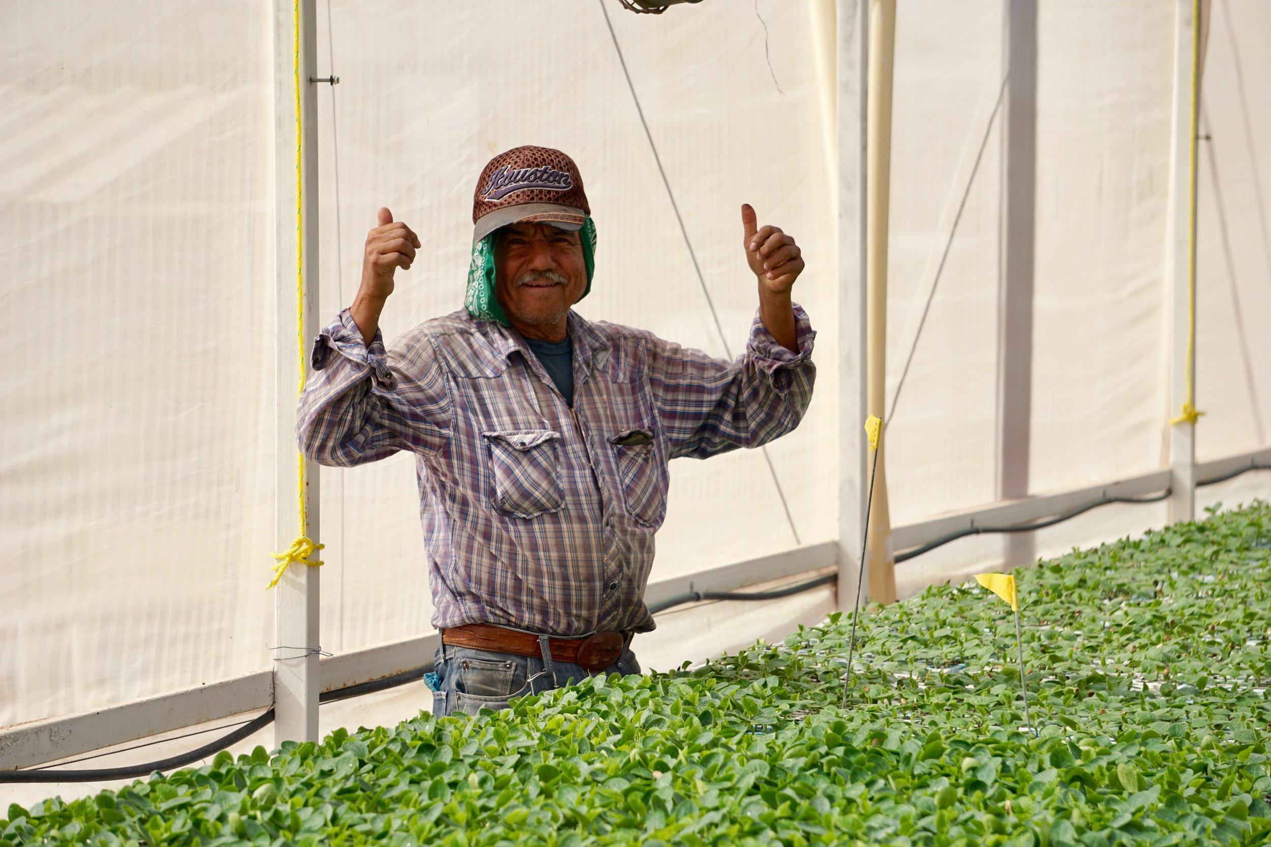 Covilli worker thumbs up in green house.jpg