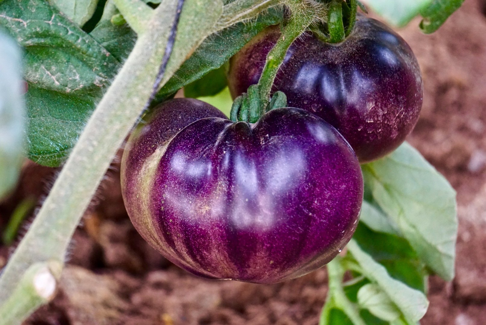 Covilli Purple Rose Heirloom Tomatoes.jpg