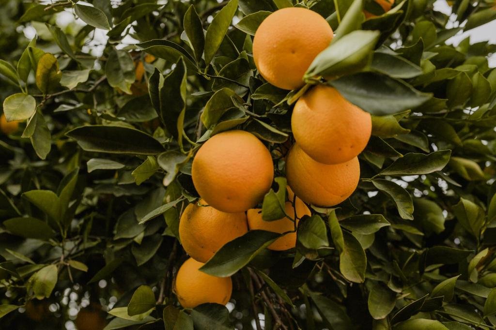 Covilli Valencia Oranges on the tree.jpg