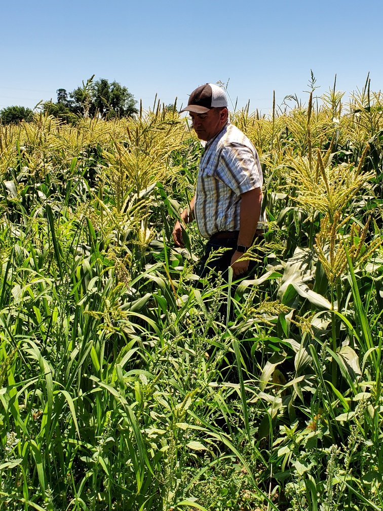 Dwelly Patrick Johnston Looking for an ear of corn to eat fresh out of the field.jpg