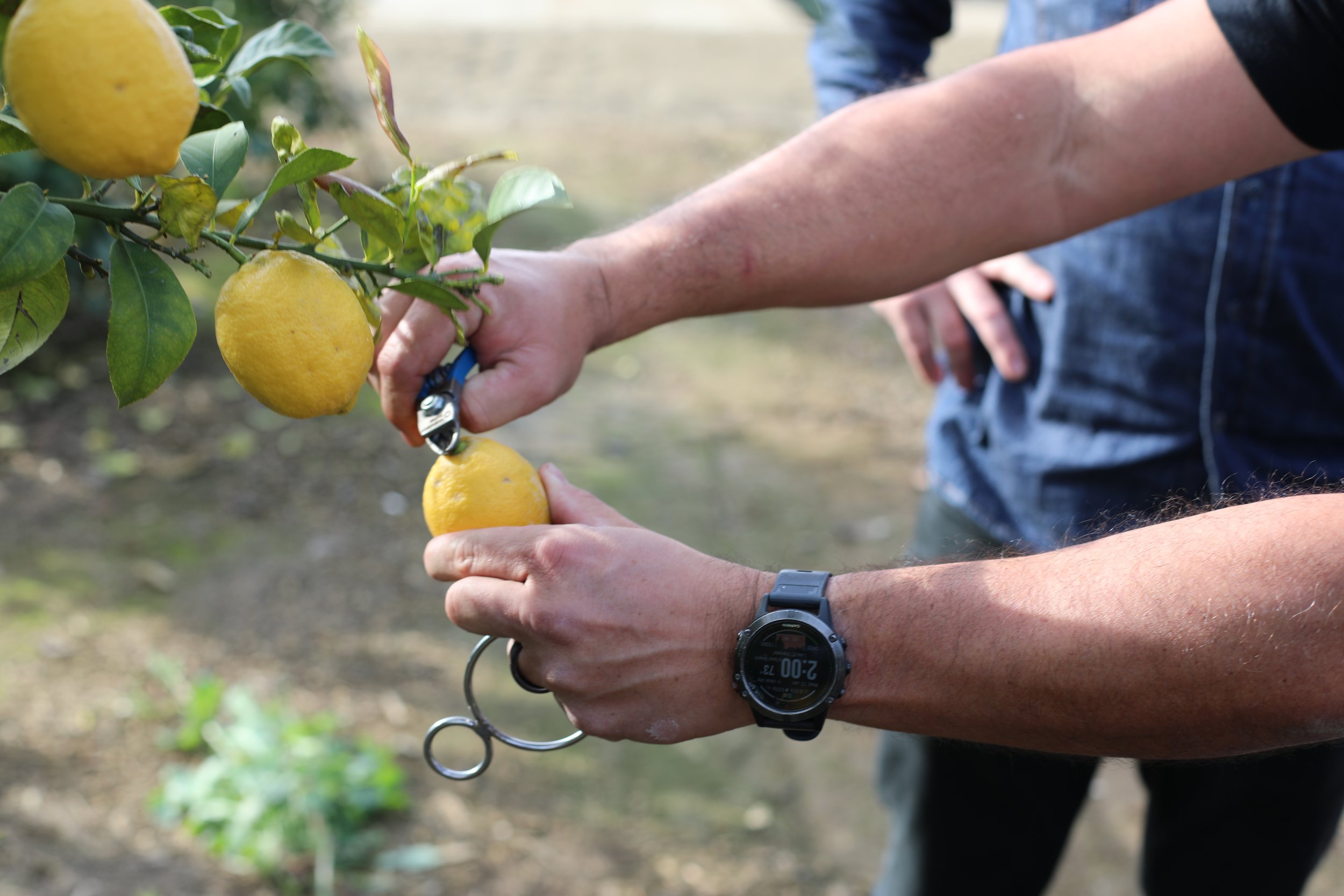 Hand Sizing Lemons.JPG