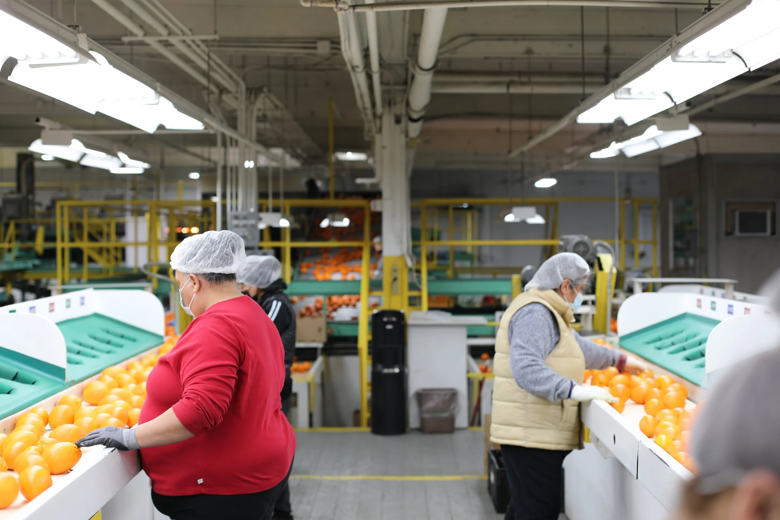 RVO Packing Shed.JPG