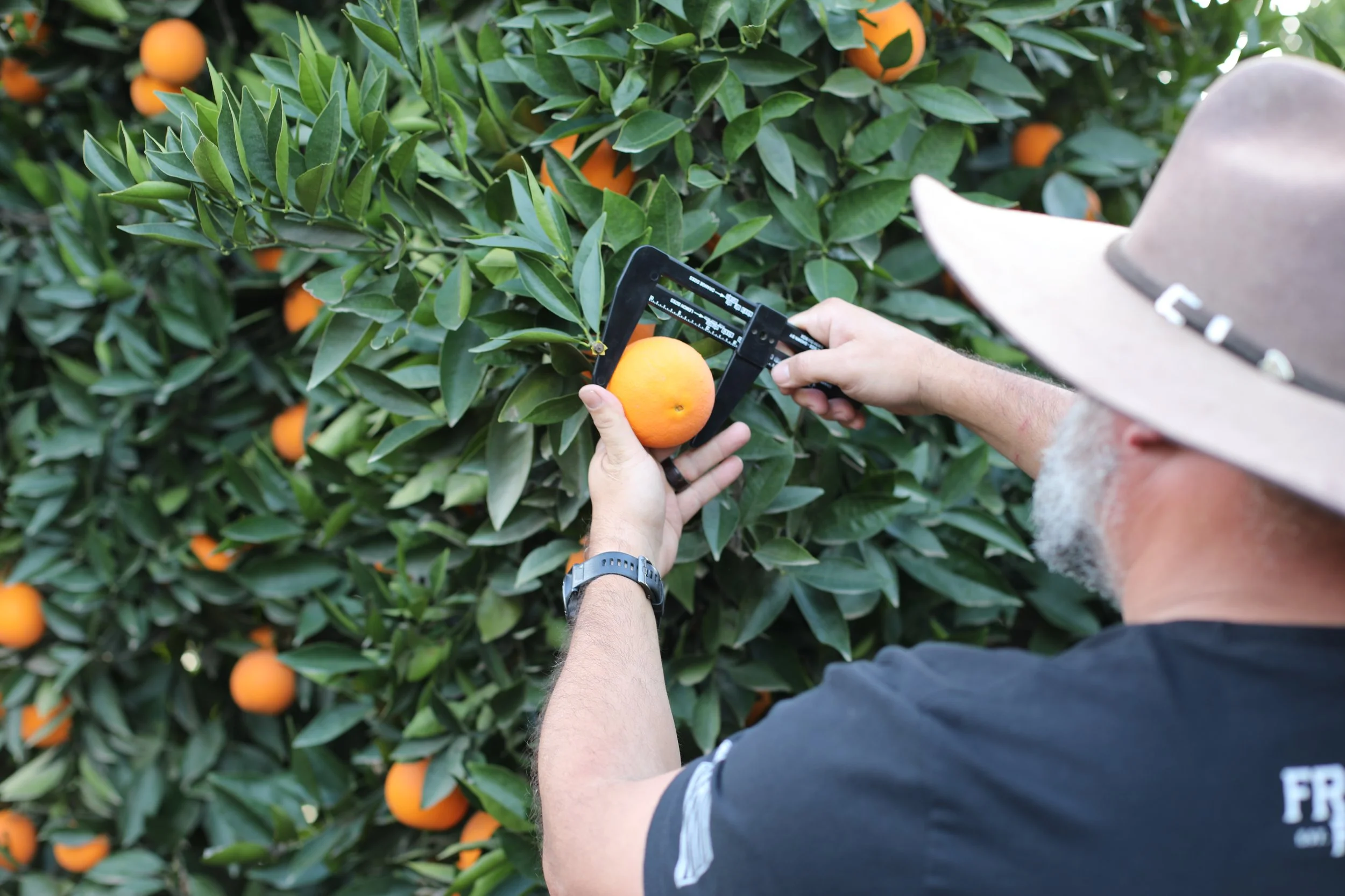 RVO Sizing navels.JPG