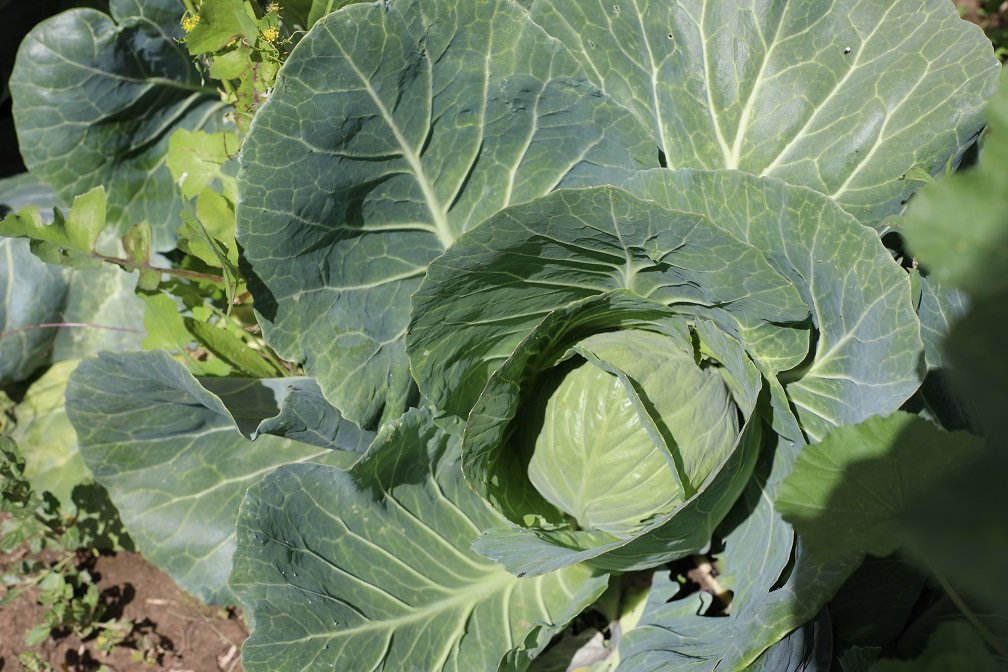 Cabbage.JPG