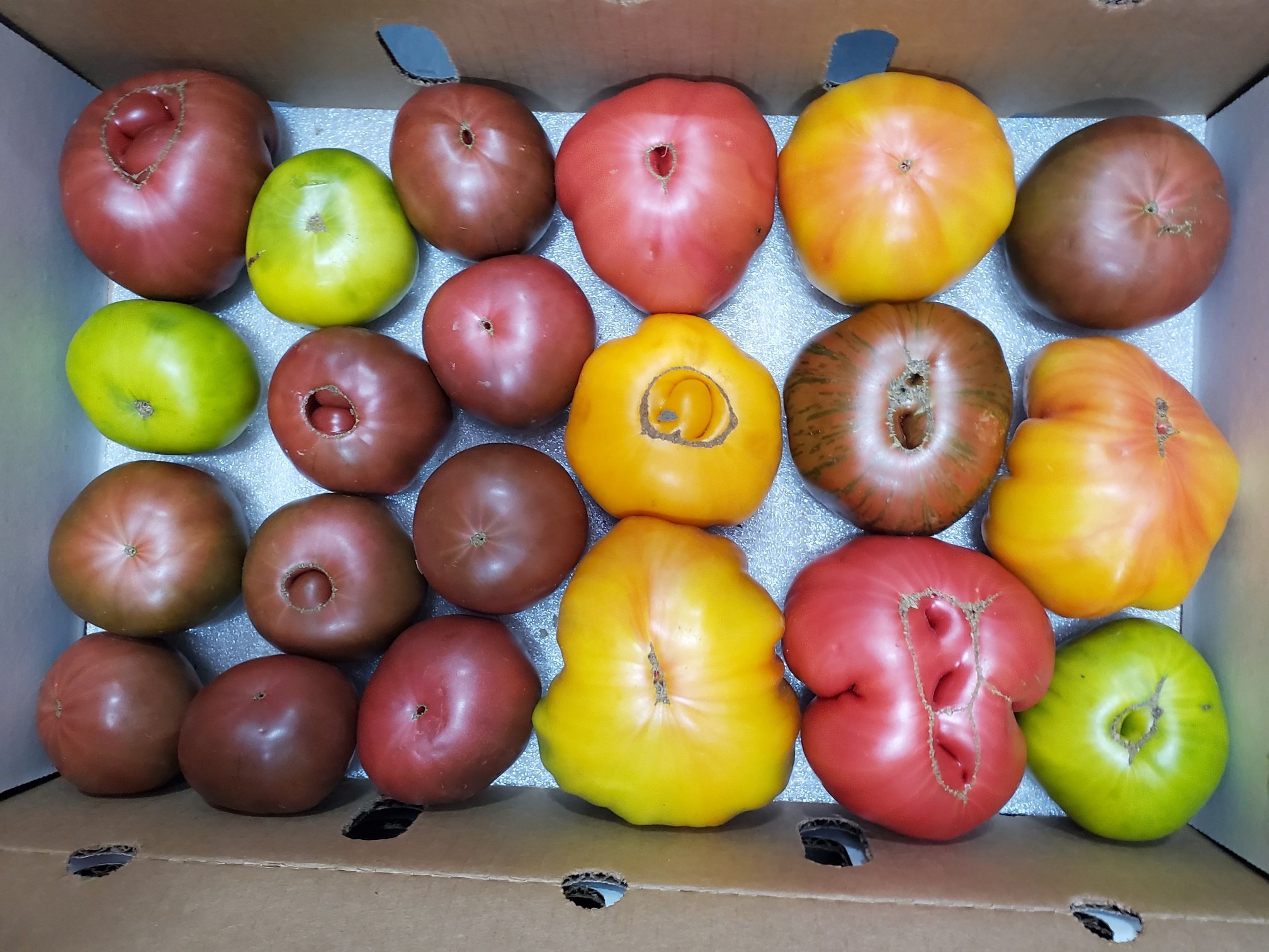 Tutti Frutti Heirloom Tomatoes (1).jpg
